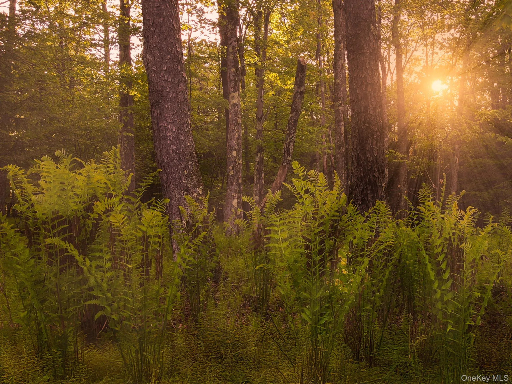 Twilight shot of ferns Twilight shot of ferns