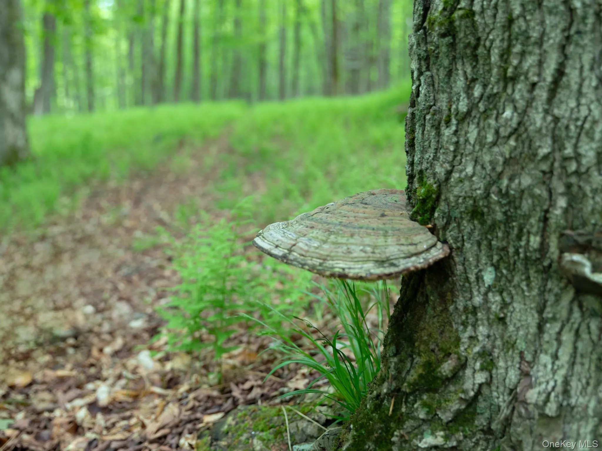 Artist Fungi Artist Fungi