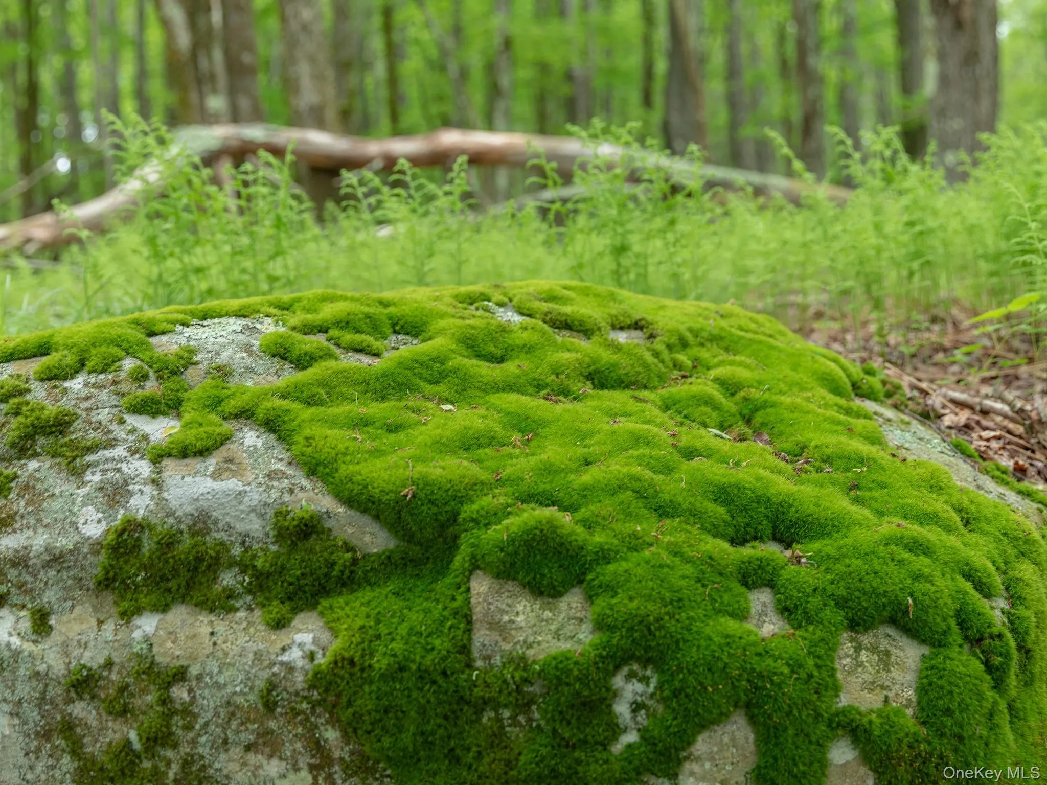 Moss Detail Moss Detail