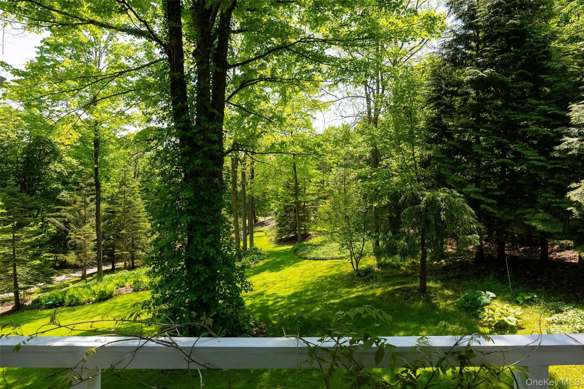 Expansive green space featuring a manicured lawn, established sugar maple tree w/climbing hydrangea, and evergreen trees Expansive green space featuring a manicured lawn, established sugar maple tree w/climbing hydrangea, and evergreen trees