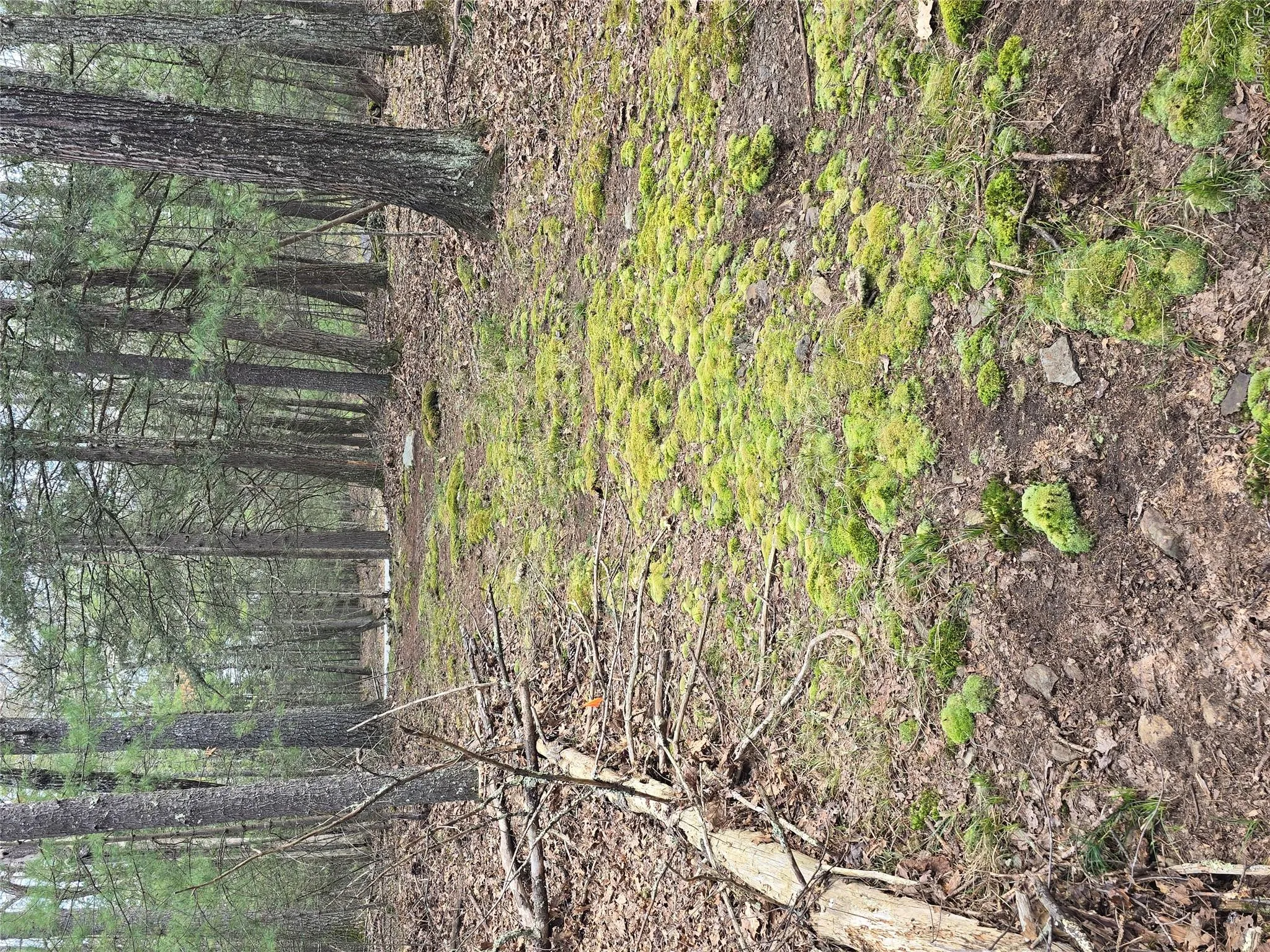 Lot 5 Evergreen Drive, Saugerties, NY, ,Land,For Rent,Evergreen,0,986201 Lot 5 Evergreen Drive, Saugerties, NY, ,Land,For Rent,Evergreen,0,986201