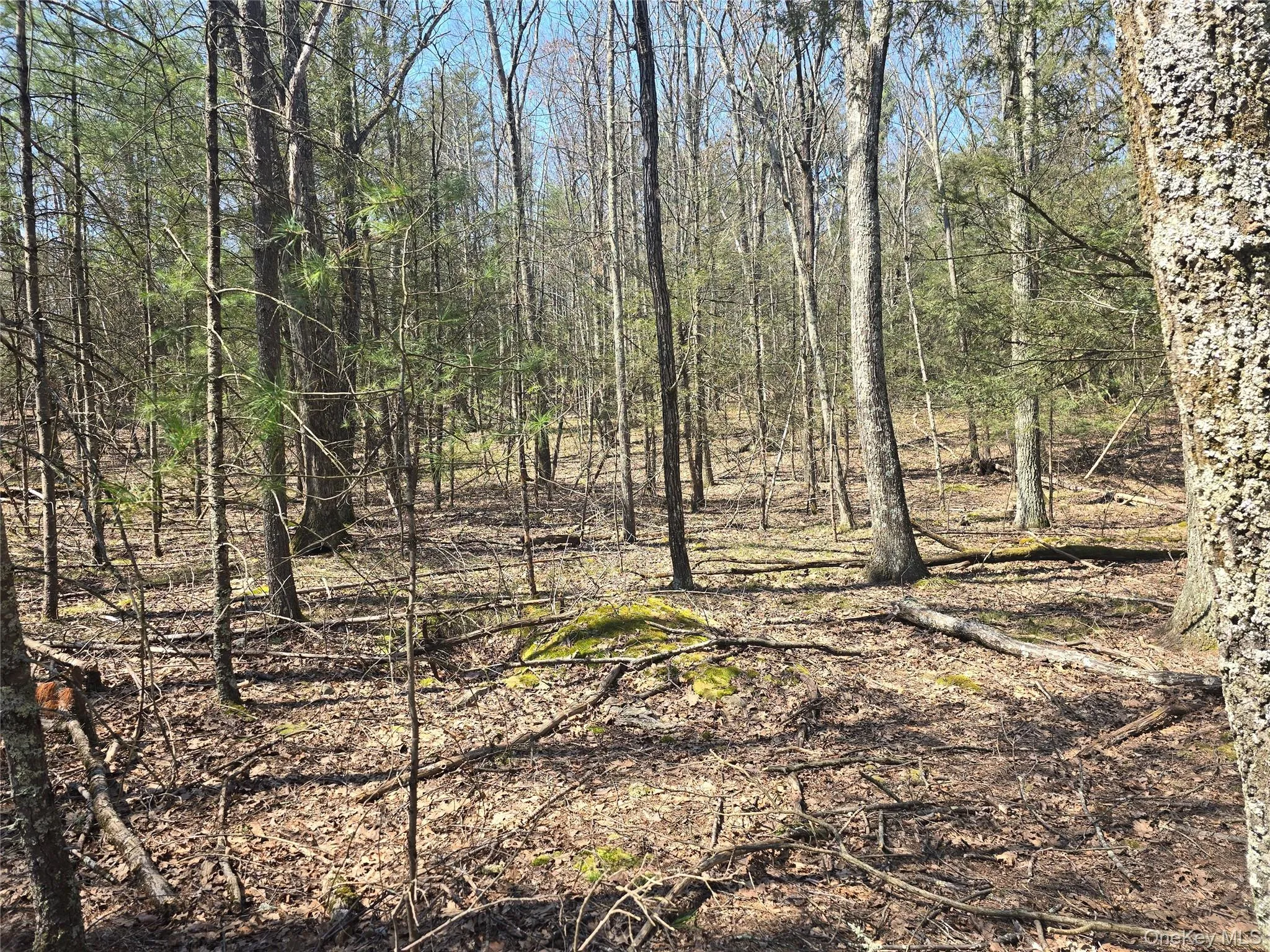 Lot 5 Evergreen Drive, Saugerties, NY, ,Land,For Rent,Evergreen,0,986201 Lot 5 Evergreen Drive, Saugerties, NY, ,Land,For Rent,Evergreen,0,986201