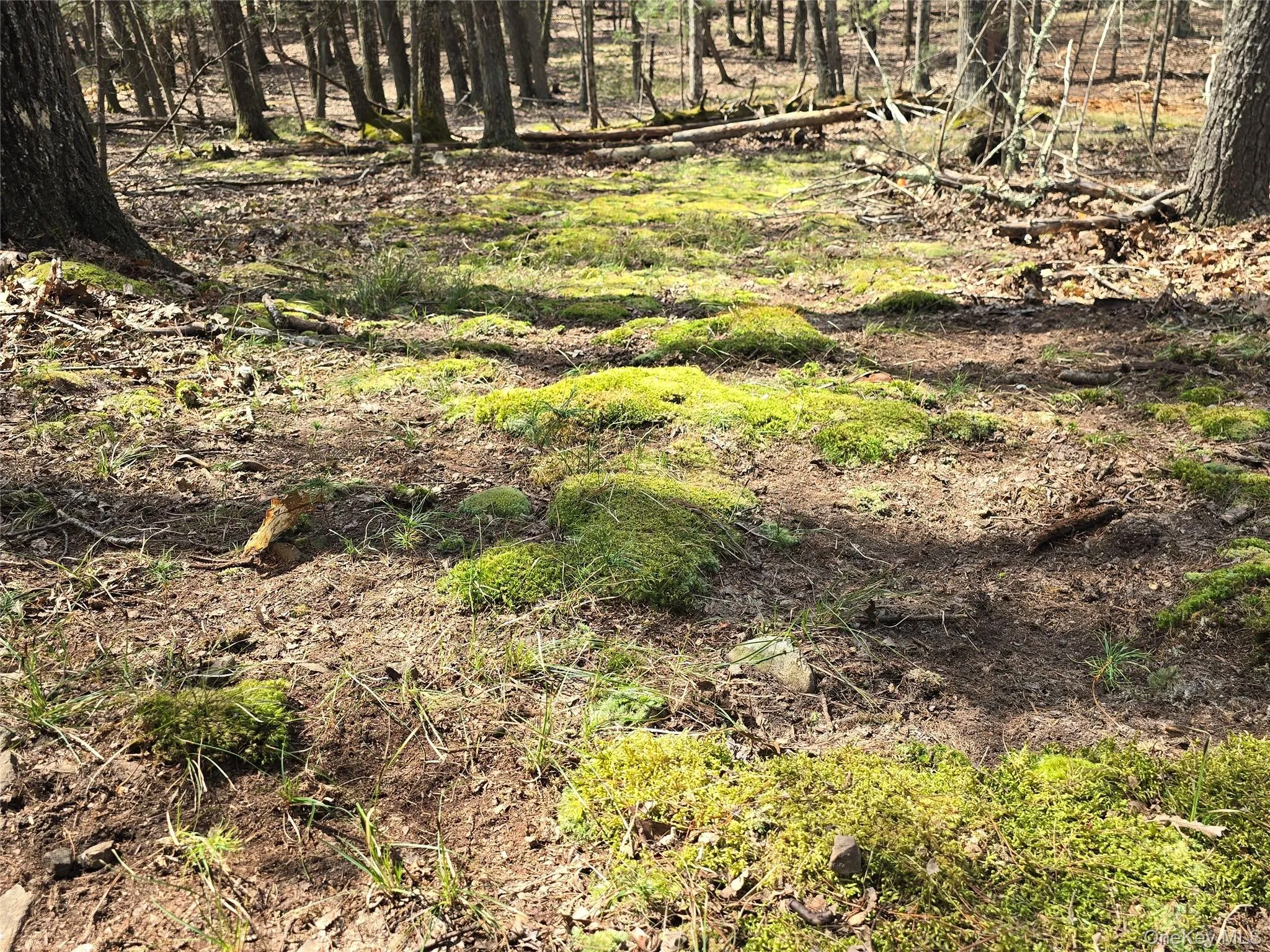 Lot 5 Evergreen Drive, Saugerties, NY, ,Land,For Rent,Evergreen,0,986201 Lot 5 Evergreen Drive, Saugerties, NY, ,Land,For Rent,Evergreen,0,986201