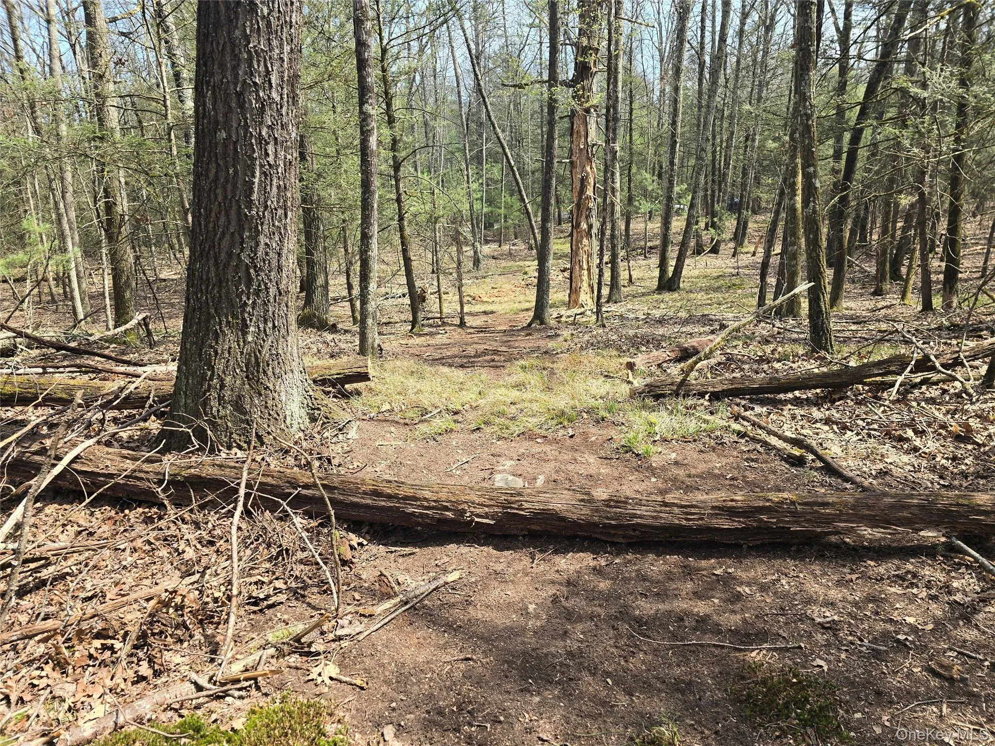 Lot 5 Evergreen Drive, Saugerties, NY, ,Land,For Rent,Evergreen,0,986201 Lot 5 Evergreen Drive, Saugerties, NY, ,Land,For Rent,Evergreen,0,986201