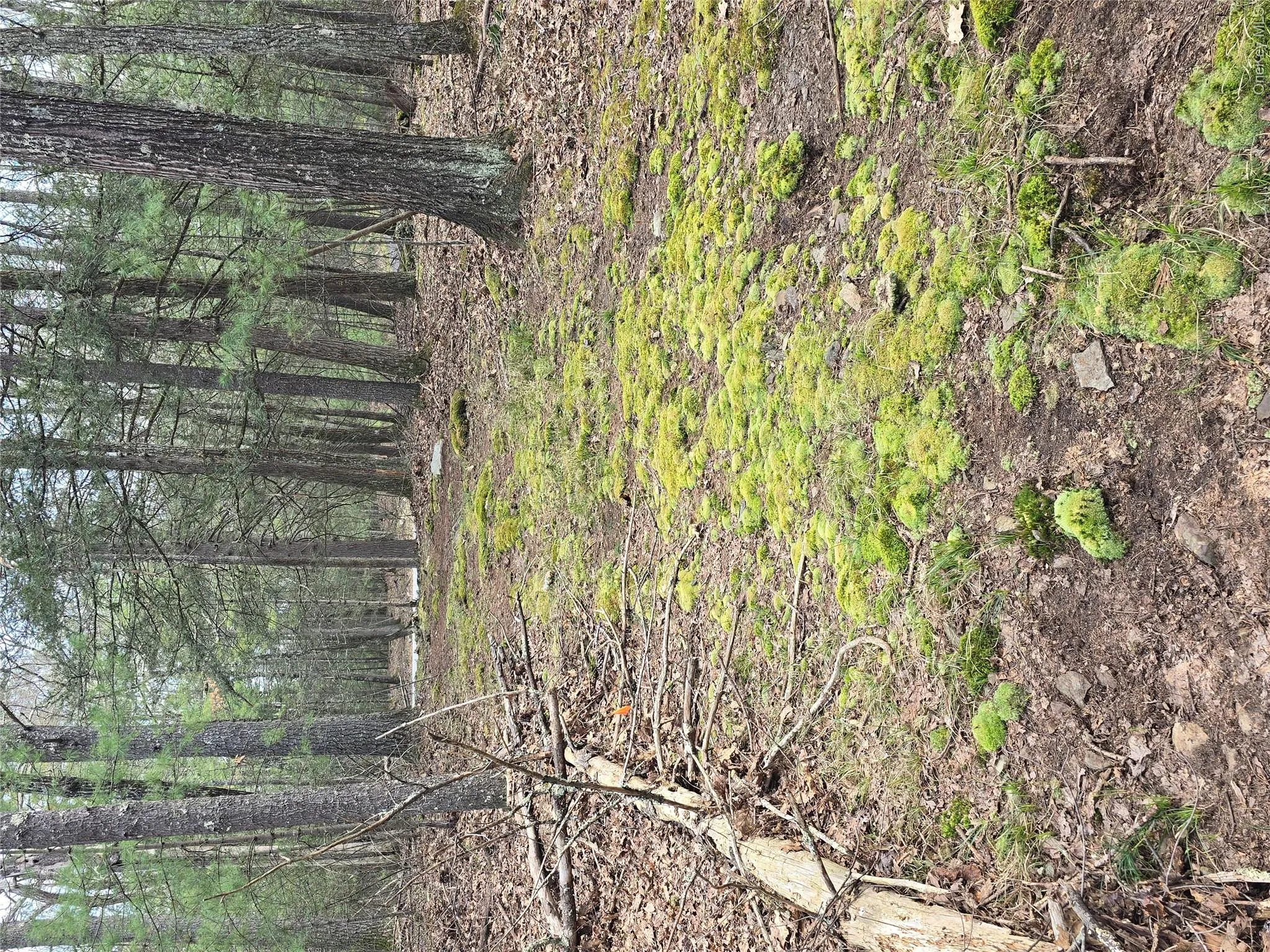 Lot 5 Evergreen Drive, Saugerties, NY, ,Land,For Rent,Evergreen,0,986201 Lot 5 Evergreen Drive, Saugerties, NY, ,Land,For Rent,Evergreen,0,986201