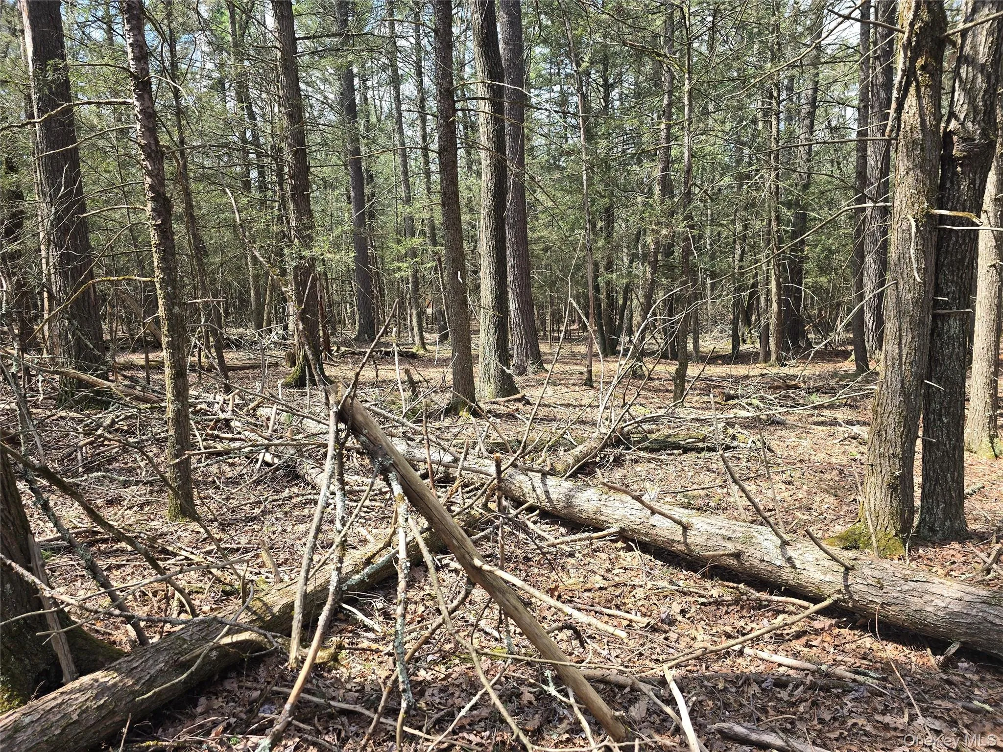 Lot 5 Evergreen Drive, Saugerties, NY, ,Land,For Rent,Evergreen,0,986201 Lot 5 Evergreen Drive, Saugerties, NY, ,Land,For Rent,Evergreen,0,986201