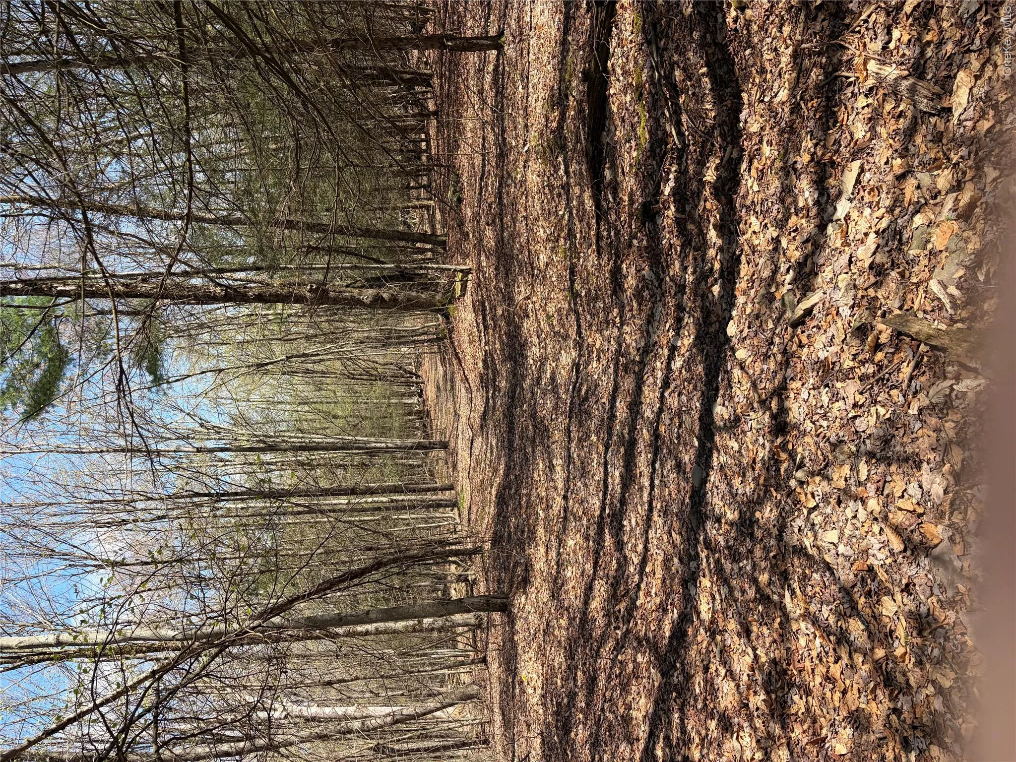 209 Stream Hollow, Fallsburg, NY, ,Land,For Rent,Stream Hollow,0,987402 209 Stream Hollow, Fallsburg, NY, ,Land,For Rent,Stream Hollow,0,987402