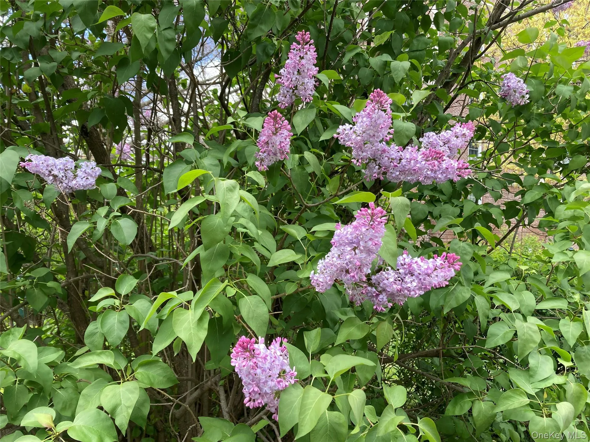The gardens on the property are blooming! Stop and smell the lilacs The gardens on the property are blooming! Stop and smell the lilacs