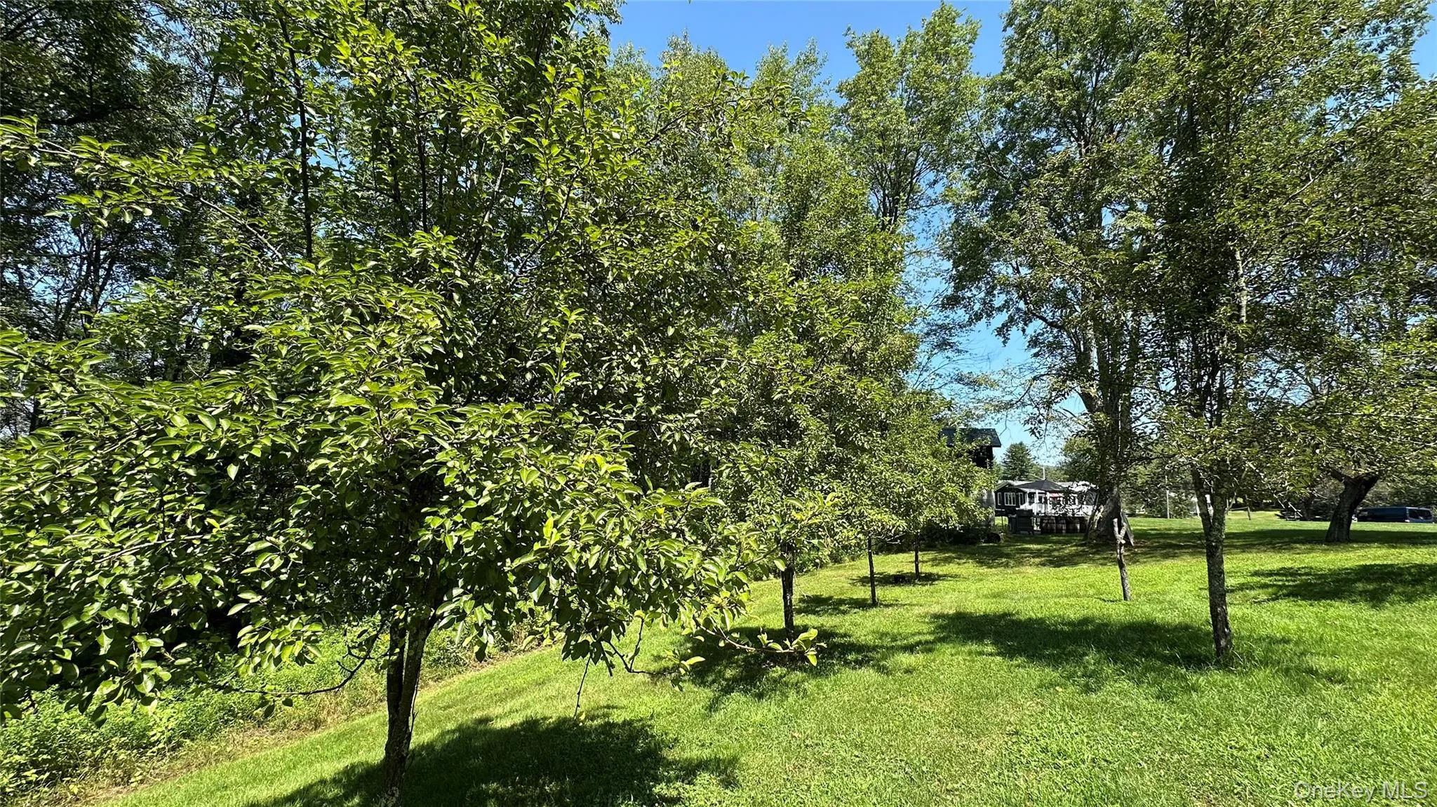 View of fruit trees View of fruit trees