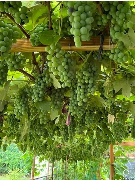 35 Hicks Avenue, Oyster Bay, NY, 4 Bedrooms Bedrooms, 7 Rooms Rooms,2 BathroomsBathrooms,Residential Lease,For Rent,Hicks,0,989404 35 Hicks Avenue, Oyster Bay, NY, 4 Bedrooms Bedrooms, 7 Rooms Rooms,2 BathroomsBathrooms,Residential Lease,For Rent,Hicks,0,989404