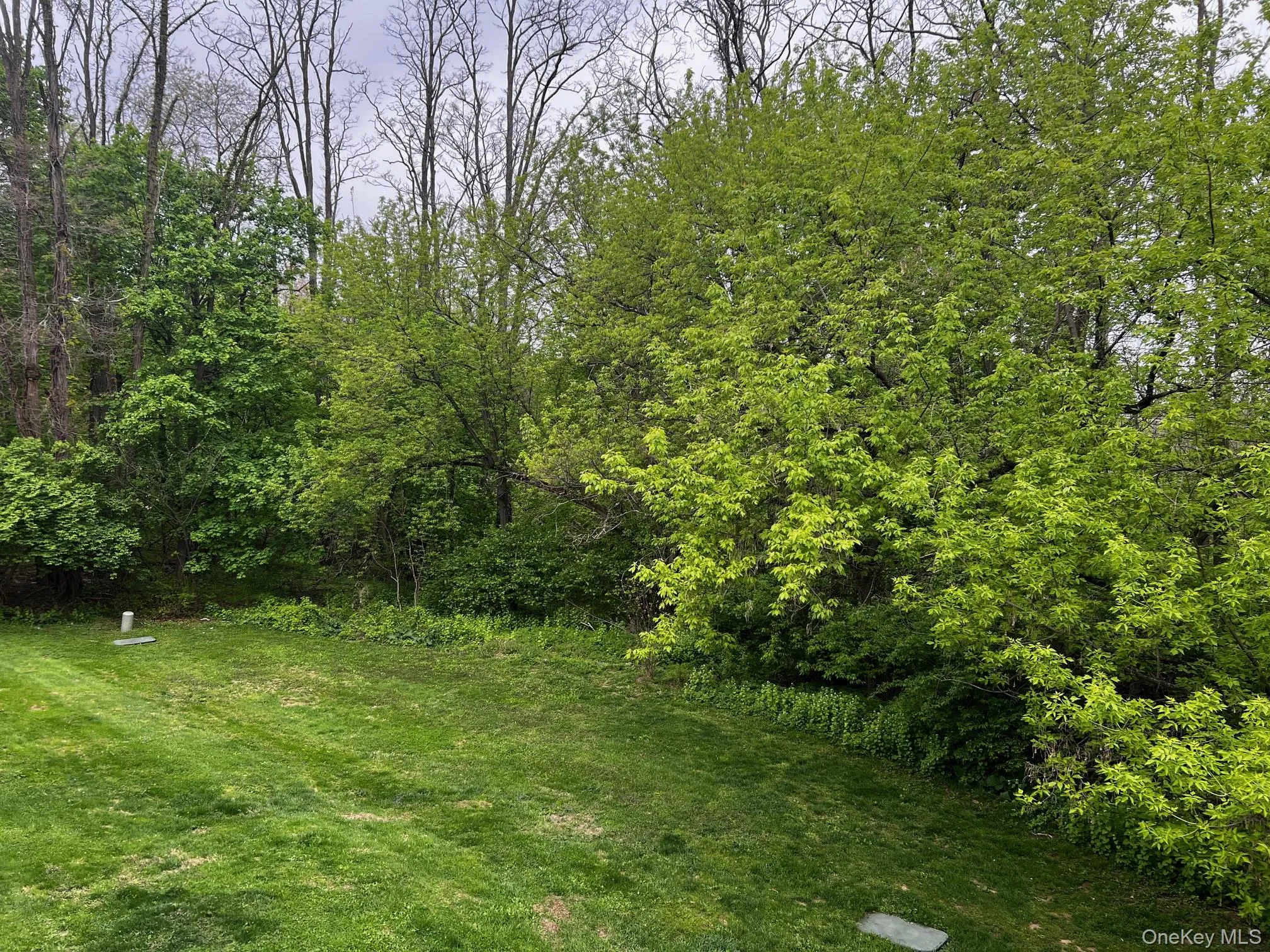Wooded Backyard Wooded Backyard