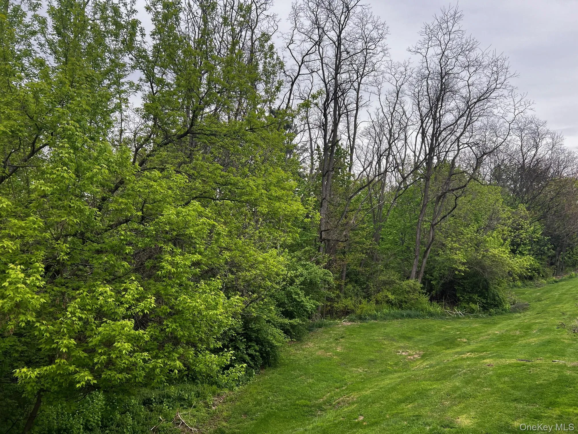 Beautiful Grass and the Best Part is you don't have to cut it Beautiful Grass and the Best Part is you don't have to cut it