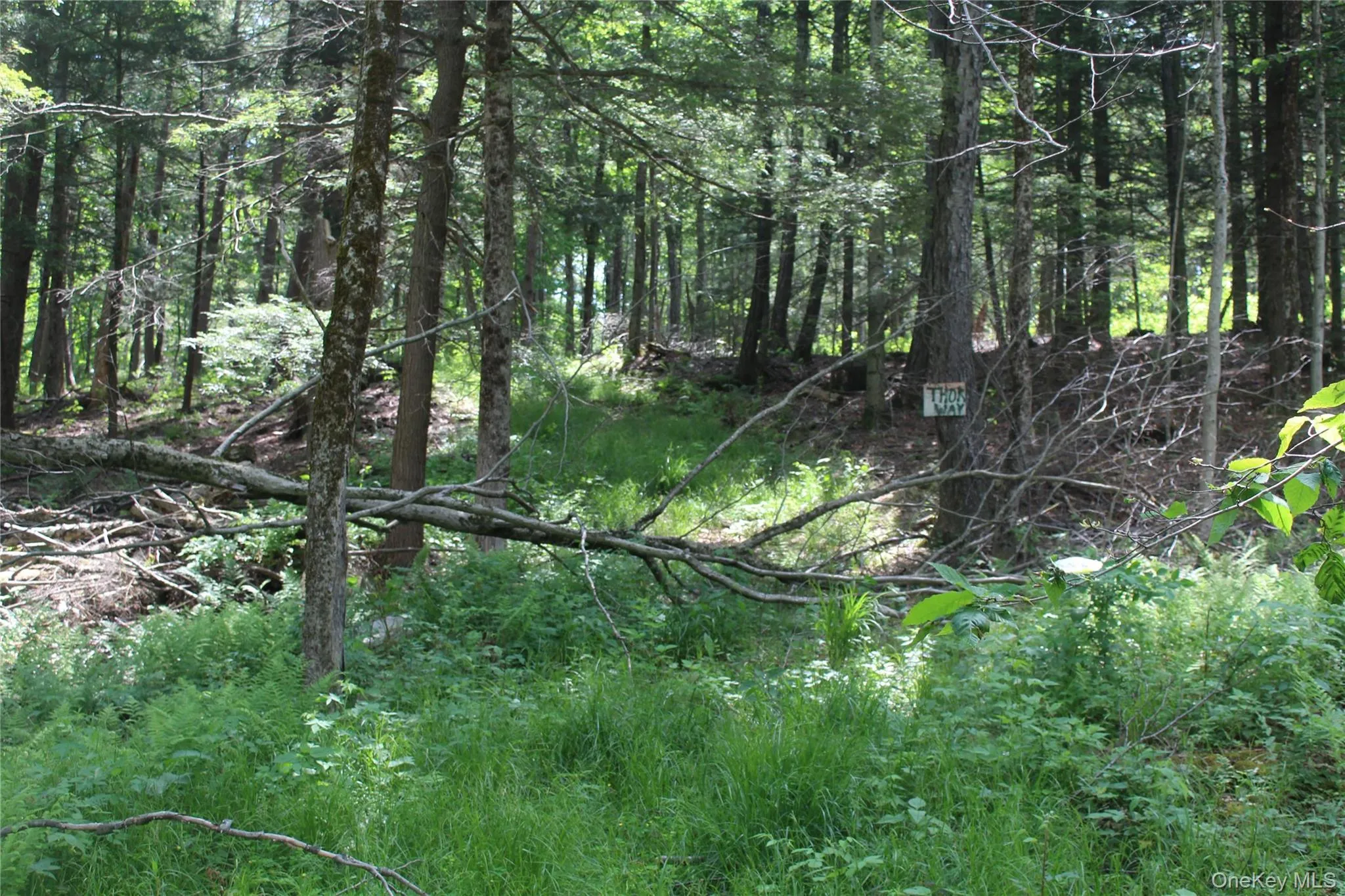 Wooded acreage featuring mature trees and undergrowth Wooded acreage featuring mature trees and undergrowth