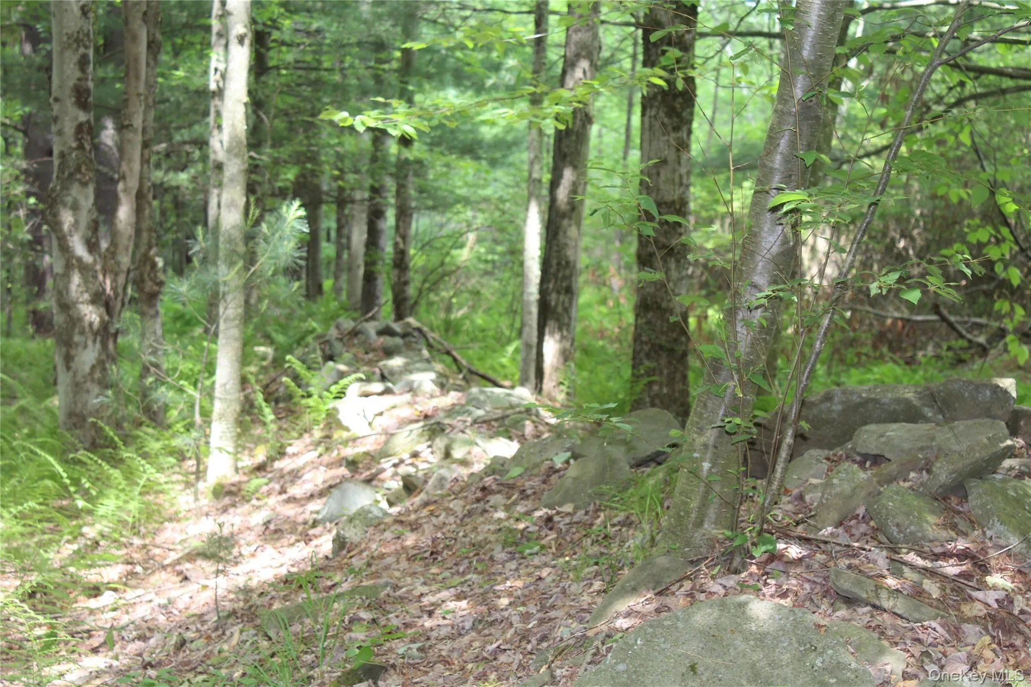 Wooded lot featuring mature trees and a natural stone wall Wooded lot featuring mature trees and a natural stone wall