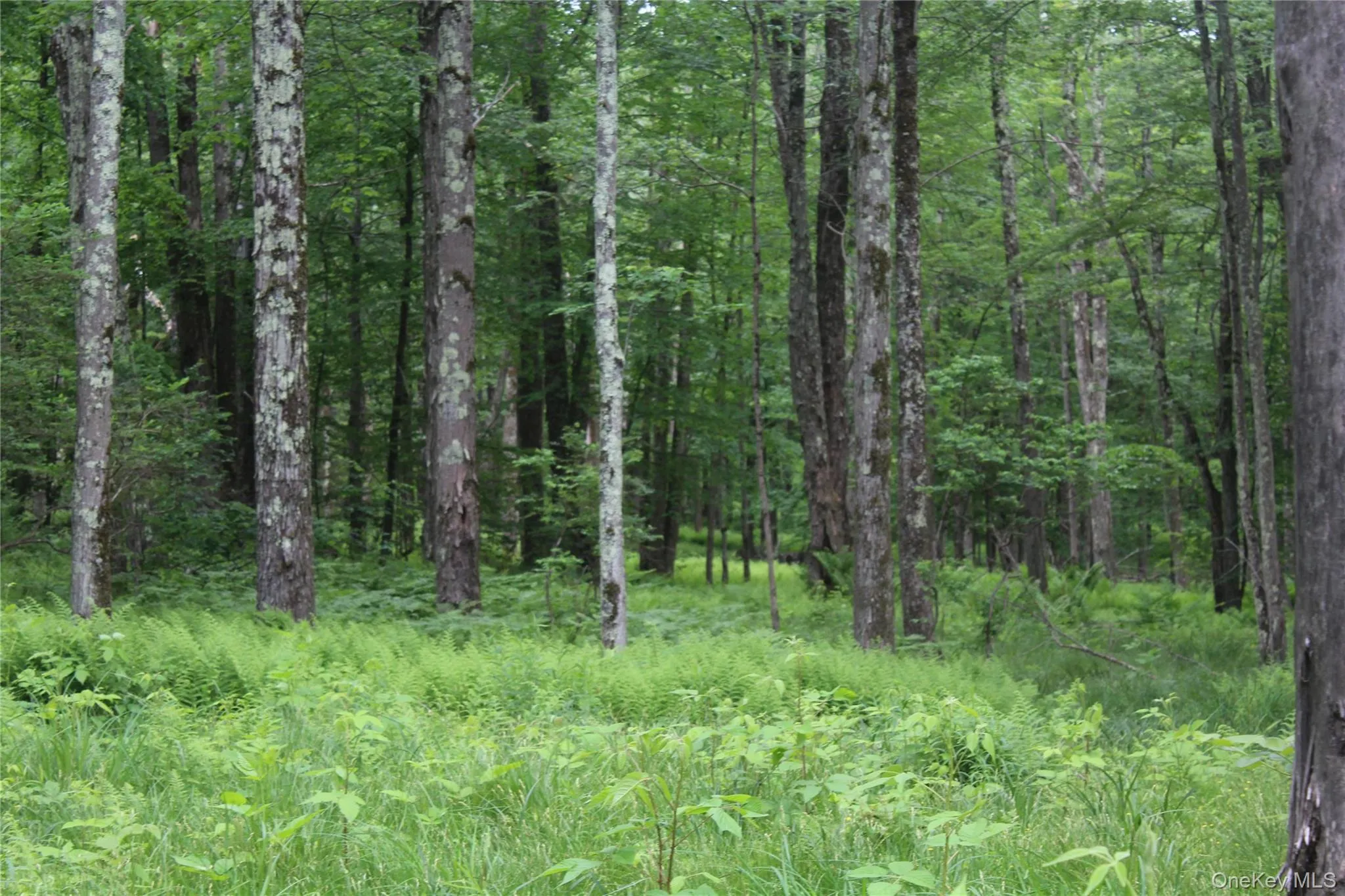Dense woodland featuring mature trees and lush undergrowth Dense woodland featuring mature trees and lush undergrowth