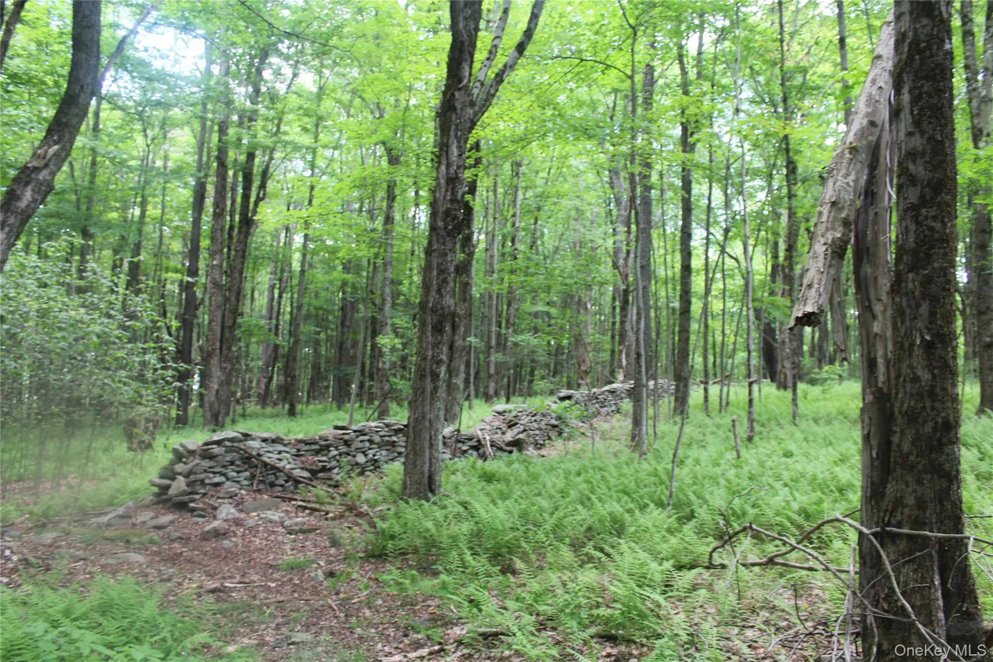 Wooded property featuring mature trees and a stone wall Wooded property featuring mature trees and a stone wall