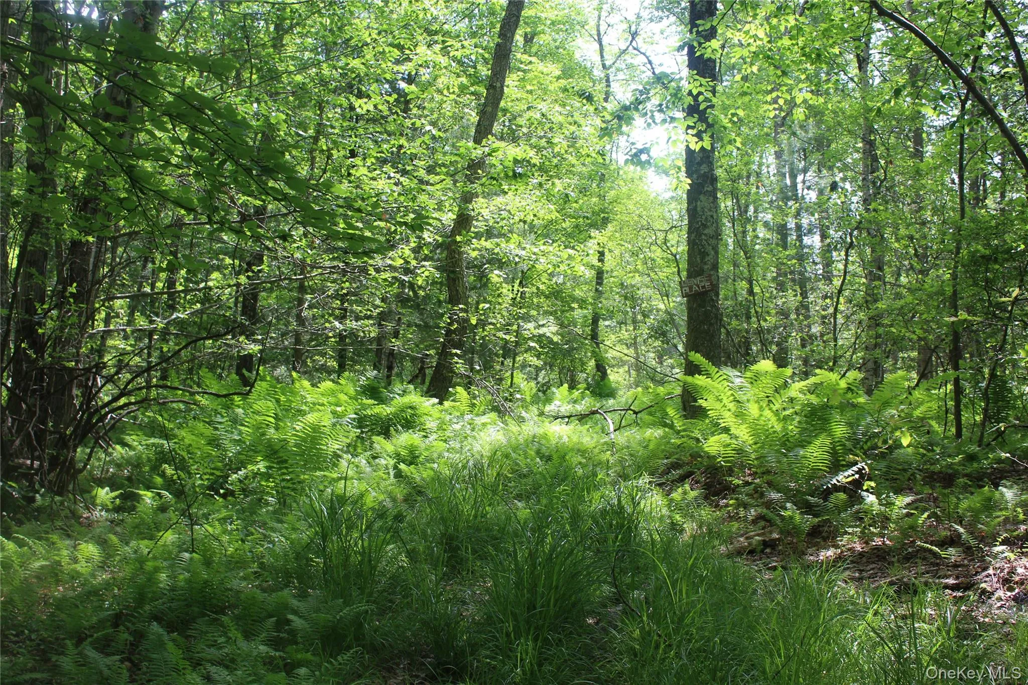 Wooded acreage featuring mature deciduous trees, varied undergrowth including ferns and tall grasses, and natural light penetration Wooded acreage featuring mature deciduous trees, varied undergrowth including ferns and tall grasses, and natural light penetration