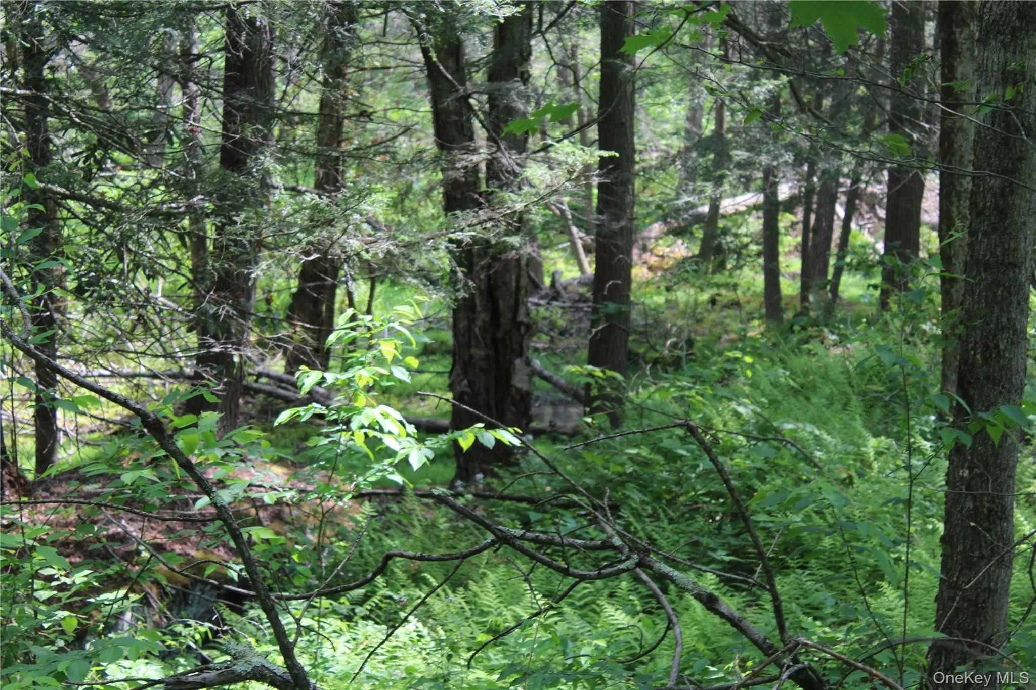 Wooded lot featuring mature trees and abundant natural foliage Wooded lot featuring mature trees and abundant natural foliage