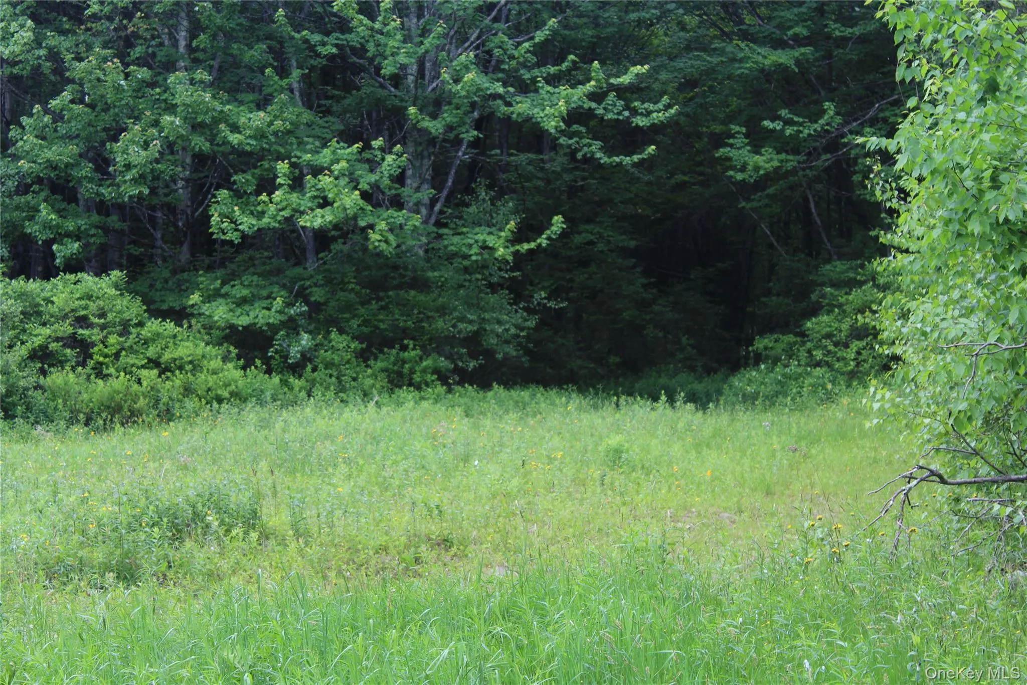 Expansive green space featuring natural vegetation and mature trees Expansive green space featuring natural vegetation and mature trees