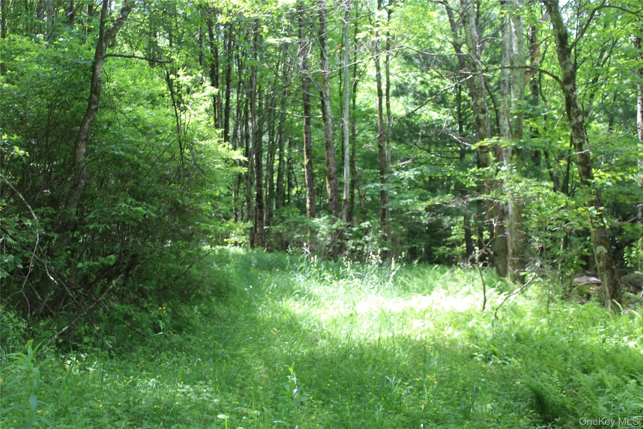 Wooded land parcel featuring dense tree cover, abundant foliage, a natural path, and verdant groundcover Wooded land parcel featuring dense tree cover, abundant foliage, a natural path, and verdant groundcover