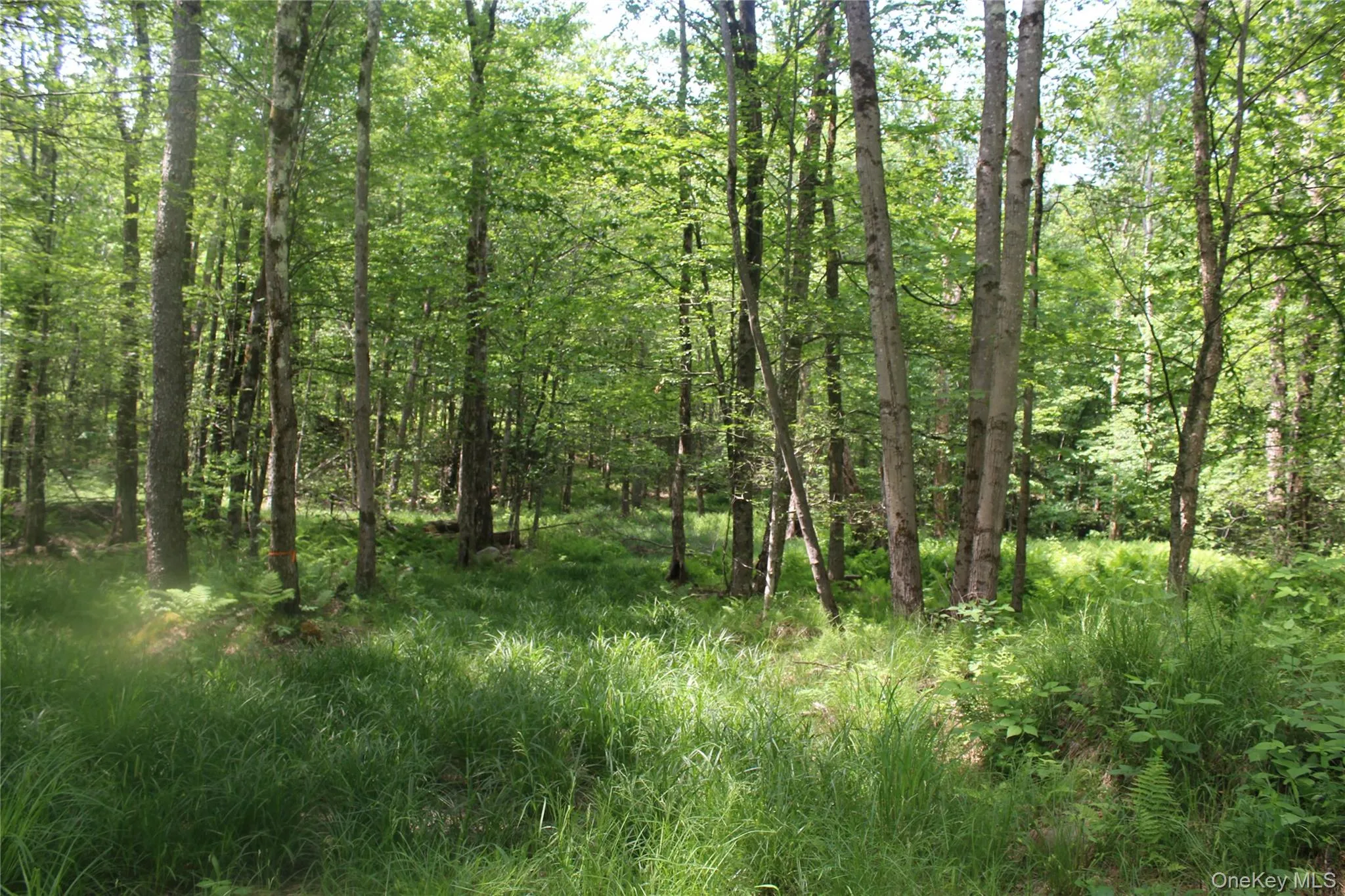 Wooded property featuring mature trees and lush undergrowth Wooded property featuring mature trees and lush undergrowth