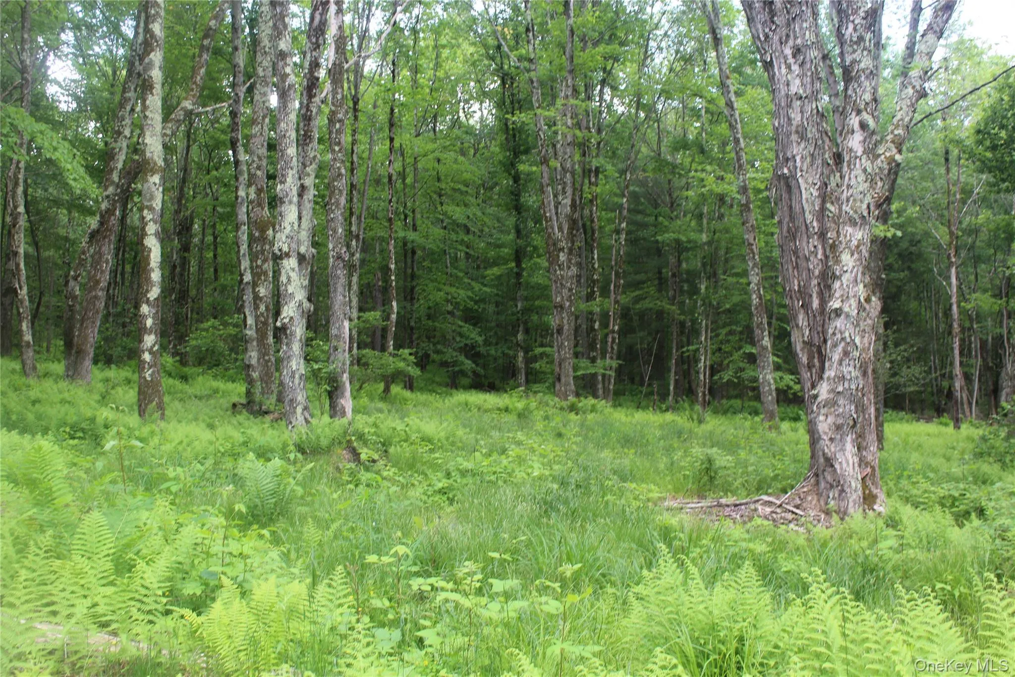 Wooded property featuring mature trees and lush undergrowth Wooded property featuring mature trees and lush undergrowth