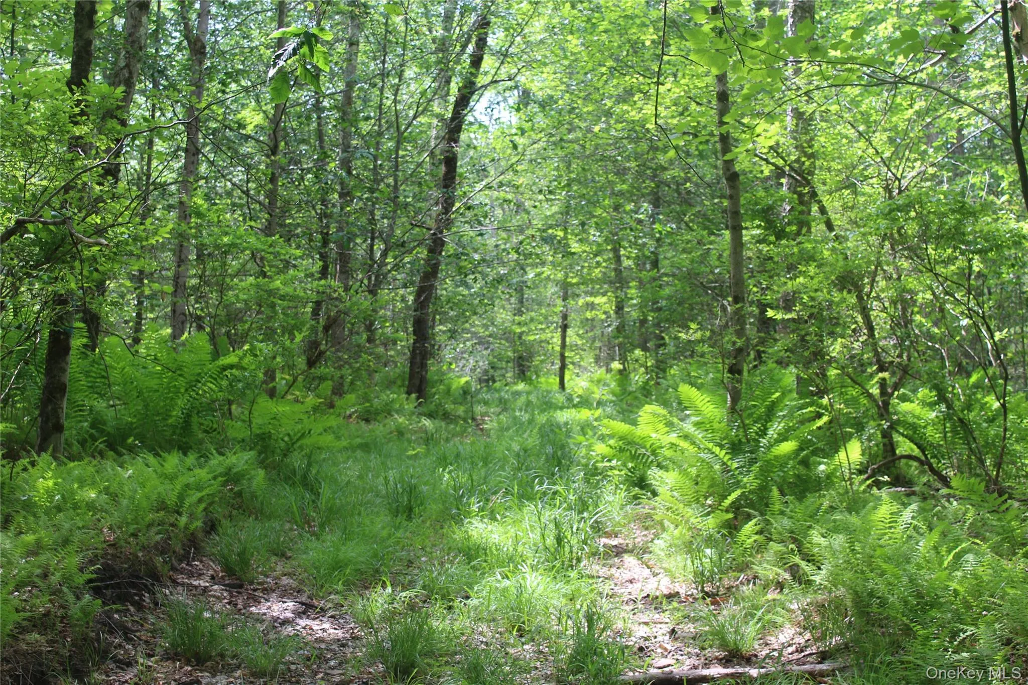 Wooded property featuring a natural ground path, abundant ferns, and mature trees with verdant foliage Wooded property featuring a natural ground path, abundant ferns, and mature trees with verdant foliage