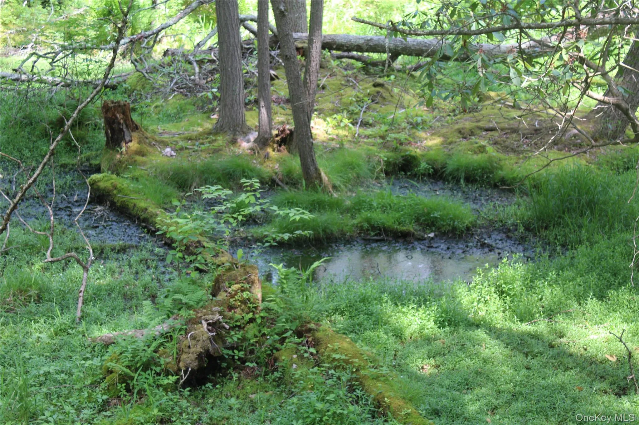 Wooded property featuring a natural water feature, mature trees, dense ground cover, fallen logs with moss, and varied foliage Wooded property featuring a natural water feature, mature trees, dense ground cover, fallen logs with moss, and varied foliage