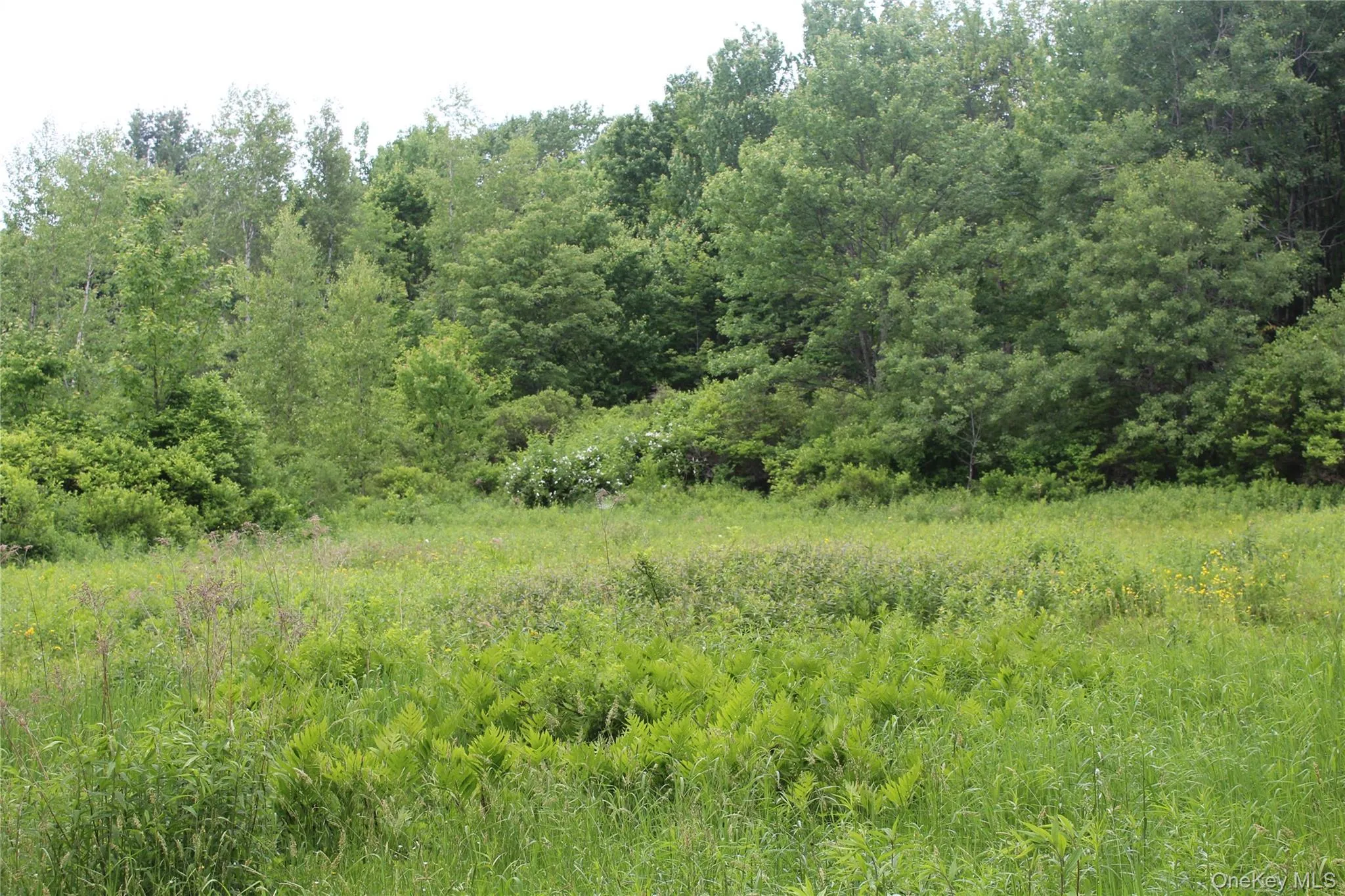 Expansive green field featuring varied vegetation and a dense tree line Expansive green field featuring varied vegetation and a dense tree line