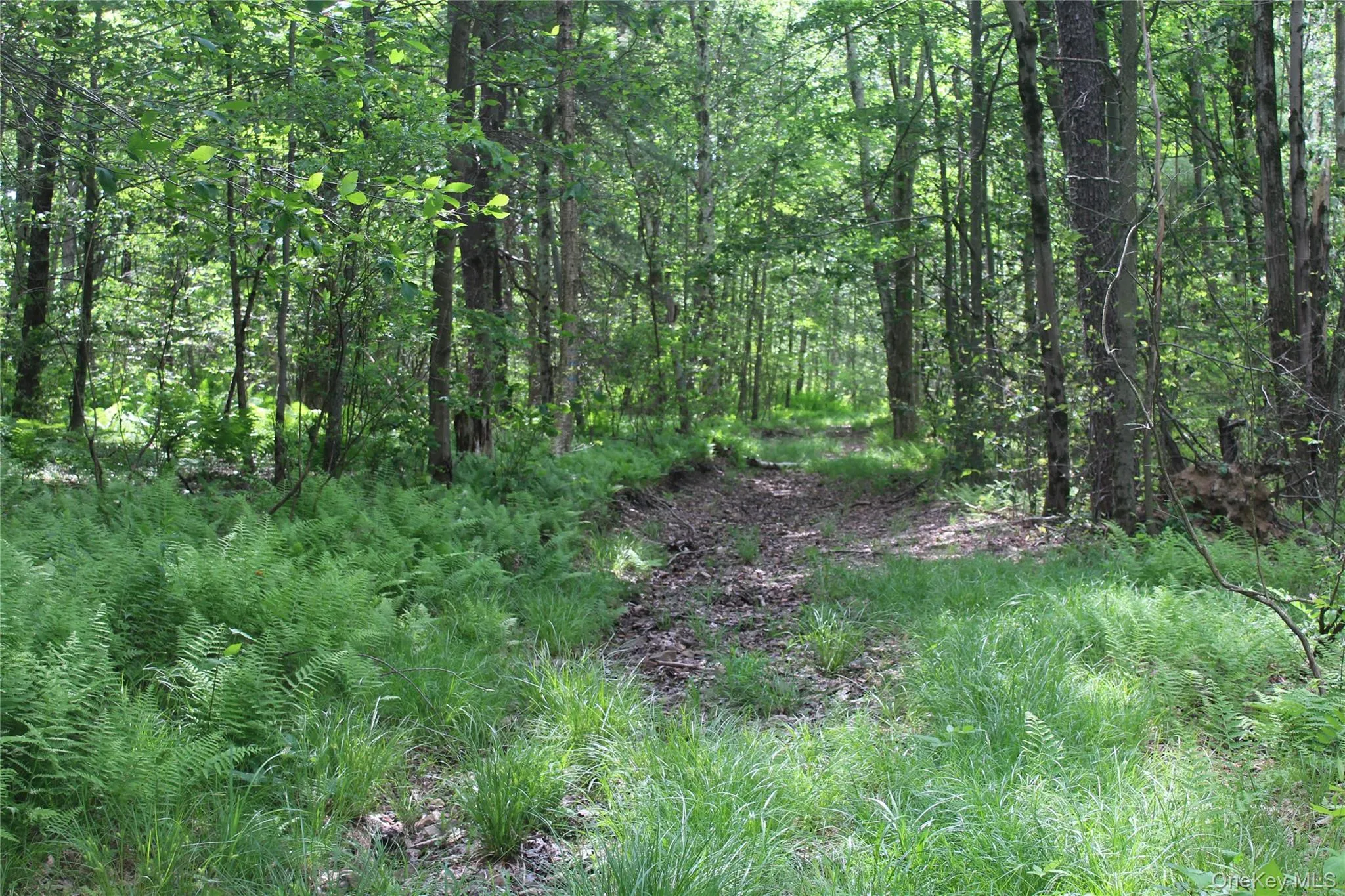 Wooded parcel featuring a tree-lined path, mature trees, dense undergrowth, abundant ferns, and natural ground cover Wooded parcel featuring a tree-lined path, mature trees, dense undergrowth, abundant ferns, and natural ground cover
