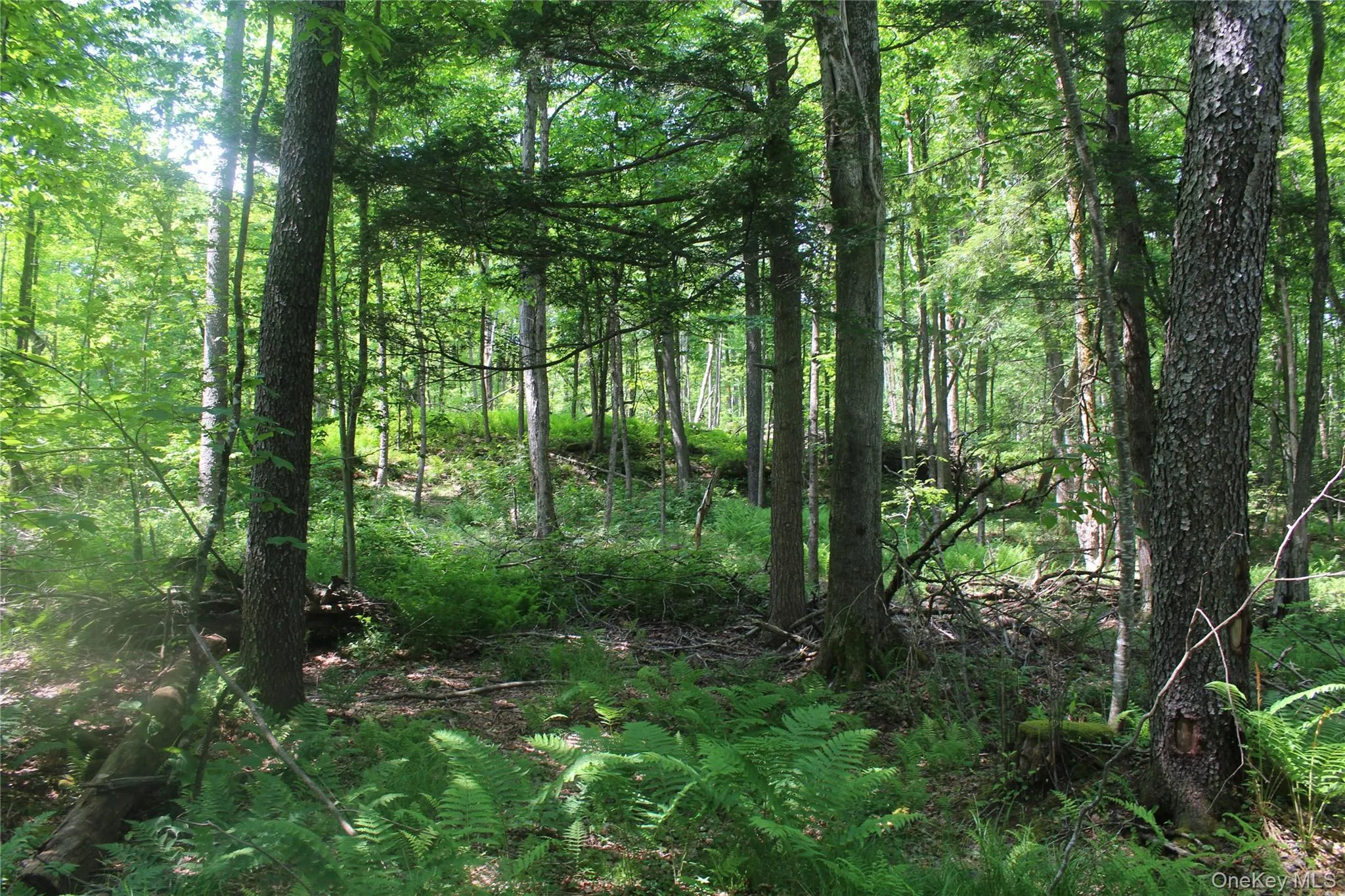 Wooded lot featuring mature trees and lush undergrowth Wooded lot featuring mature trees and lush undergrowth