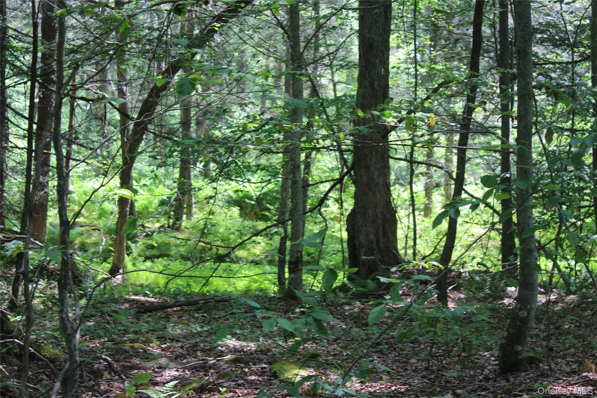 Wooded natural environment featuring mature trees, undergrowth, and ground foliage Wooded natural environment featuring mature trees, undergrowth, and ground foliage