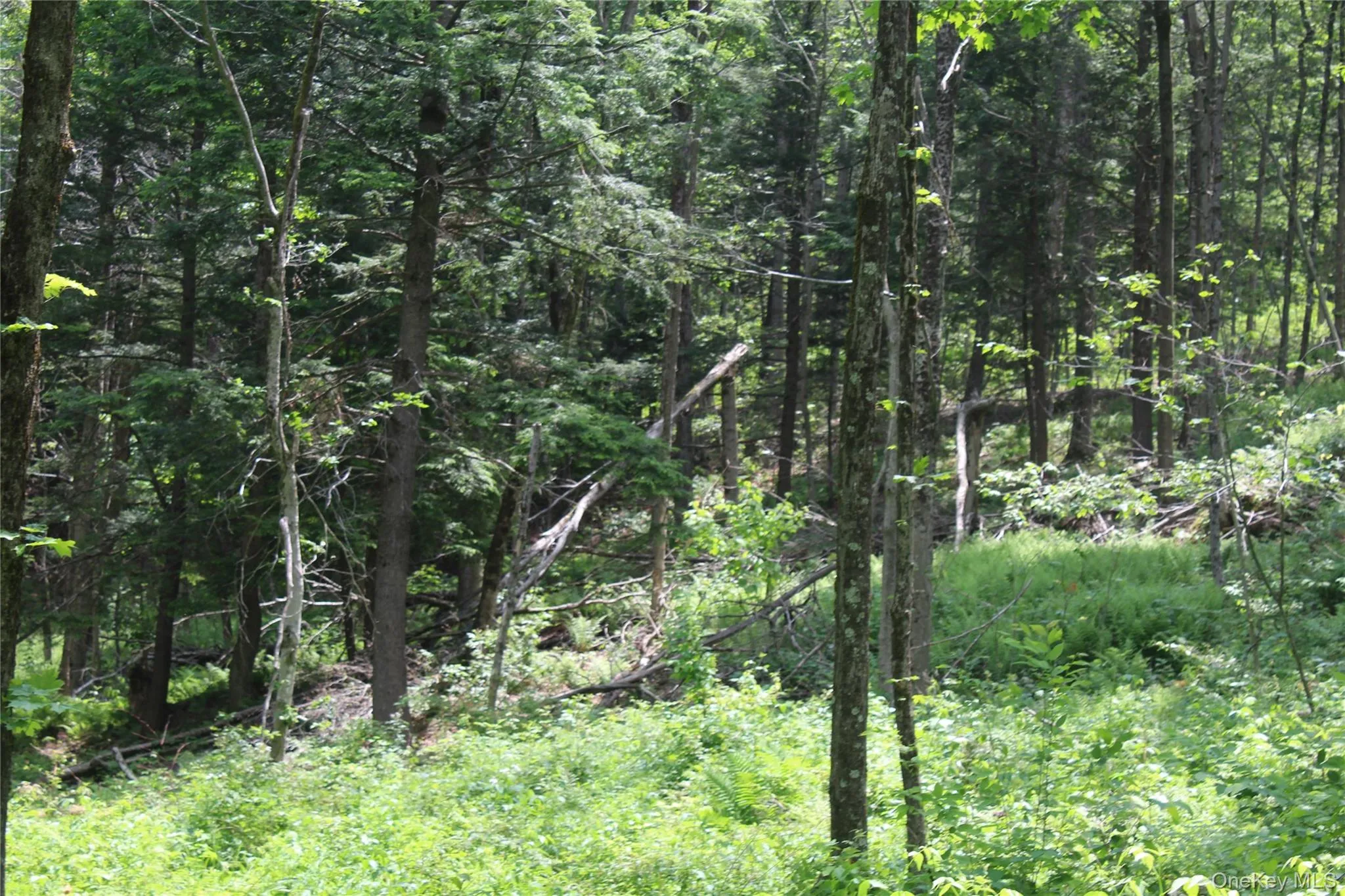 Wooded property featuring mature deciduous and evergreen trees, varied undergrowth, natural terrain, and visible sunlight Wooded property featuring mature deciduous and evergreen trees, varied undergrowth, natural terrain, and visible sunlight