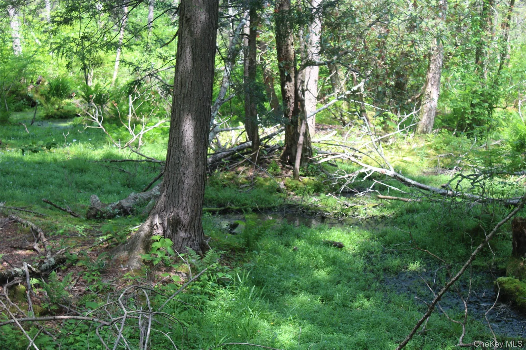 Wooded property with mature trees and dense undergrowth Wooded property with mature trees and dense undergrowth
