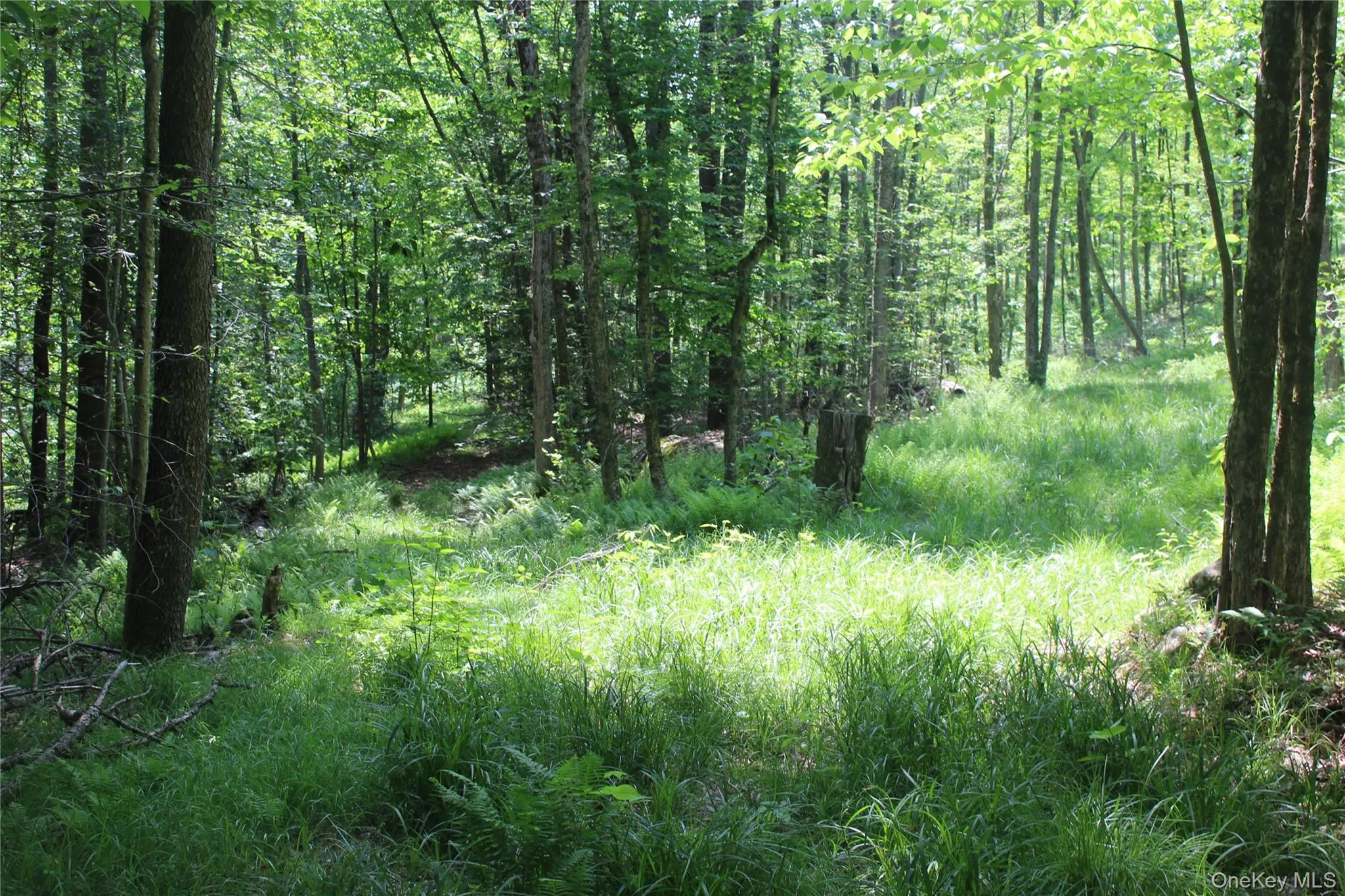 Wooded acreage featuring mature trees and a grassy clearing Wooded acreage featuring mature trees and a grassy clearing
