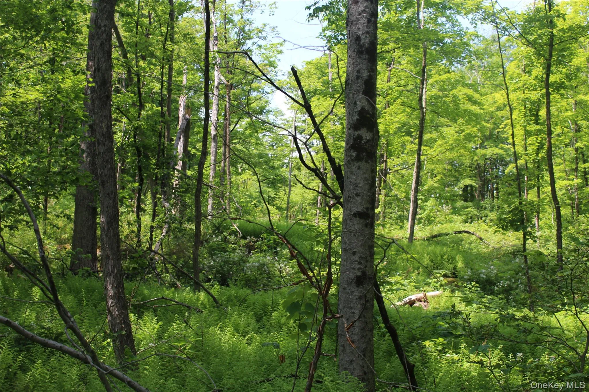 Wooded lot featuring mature trees, abundant foliage, and natural ground cover Wooded lot featuring mature trees, abundant foliage, and natural ground cover