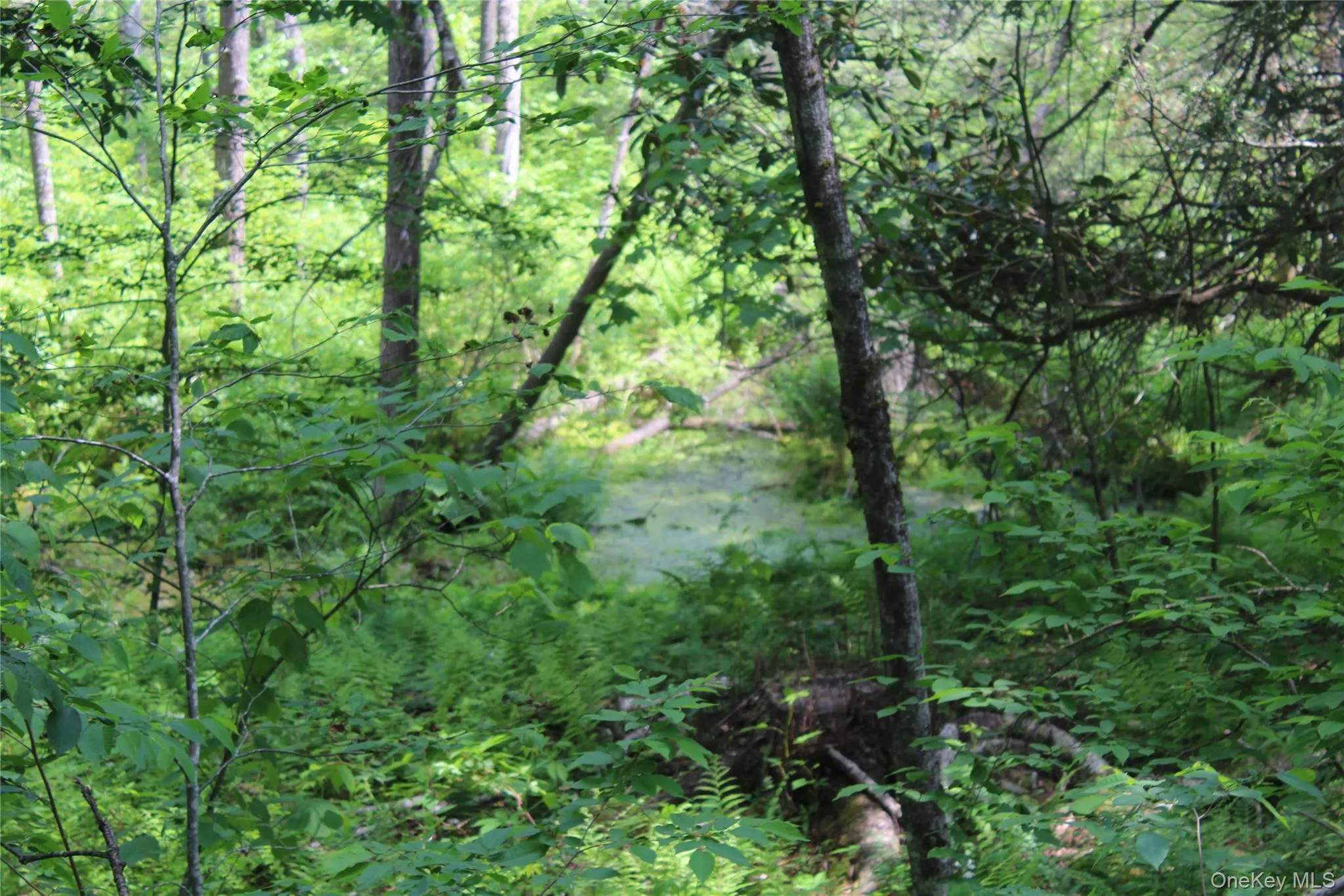 Wooded acreage featuring a natural water feature, mature trees, dense undergrowth, varied foliage, and natural ground cover Wooded acreage featuring a natural water feature, mature trees, dense undergrowth, varied foliage, and natural ground cover