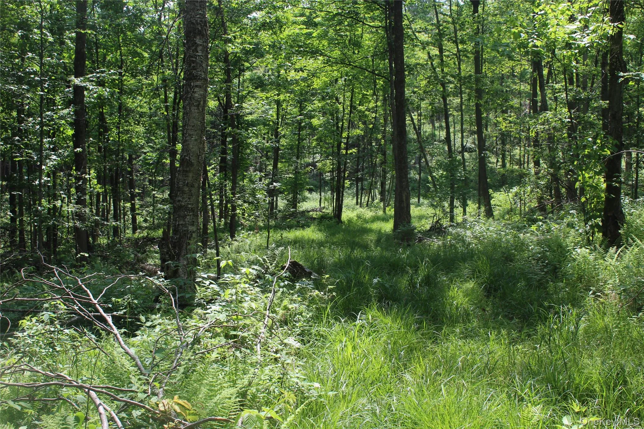 Nature Nature