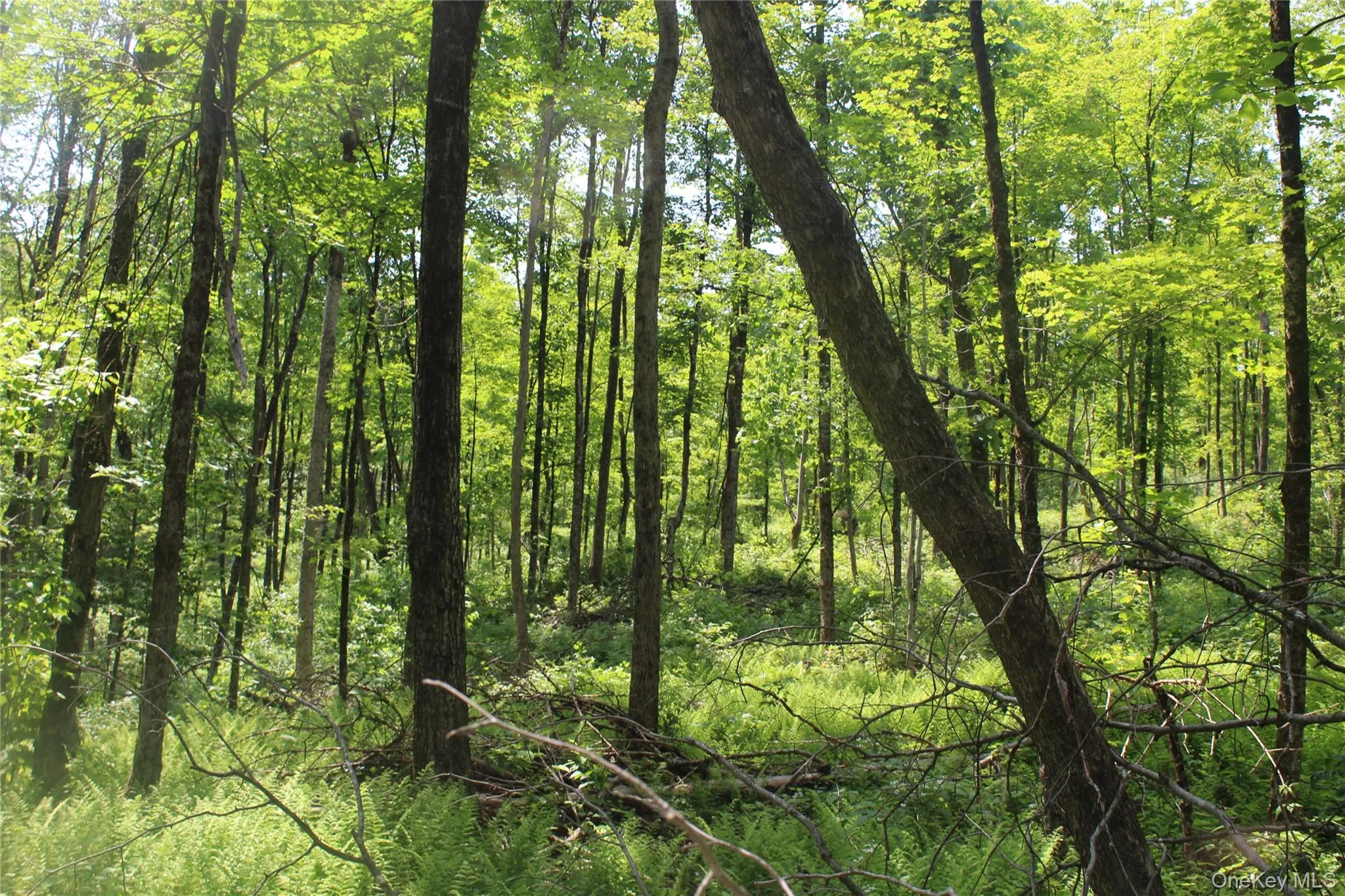 Wooded landscape featuring mature deciduous trees and abundant ground ferns Wooded landscape featuring mature deciduous trees and abundant ground ferns