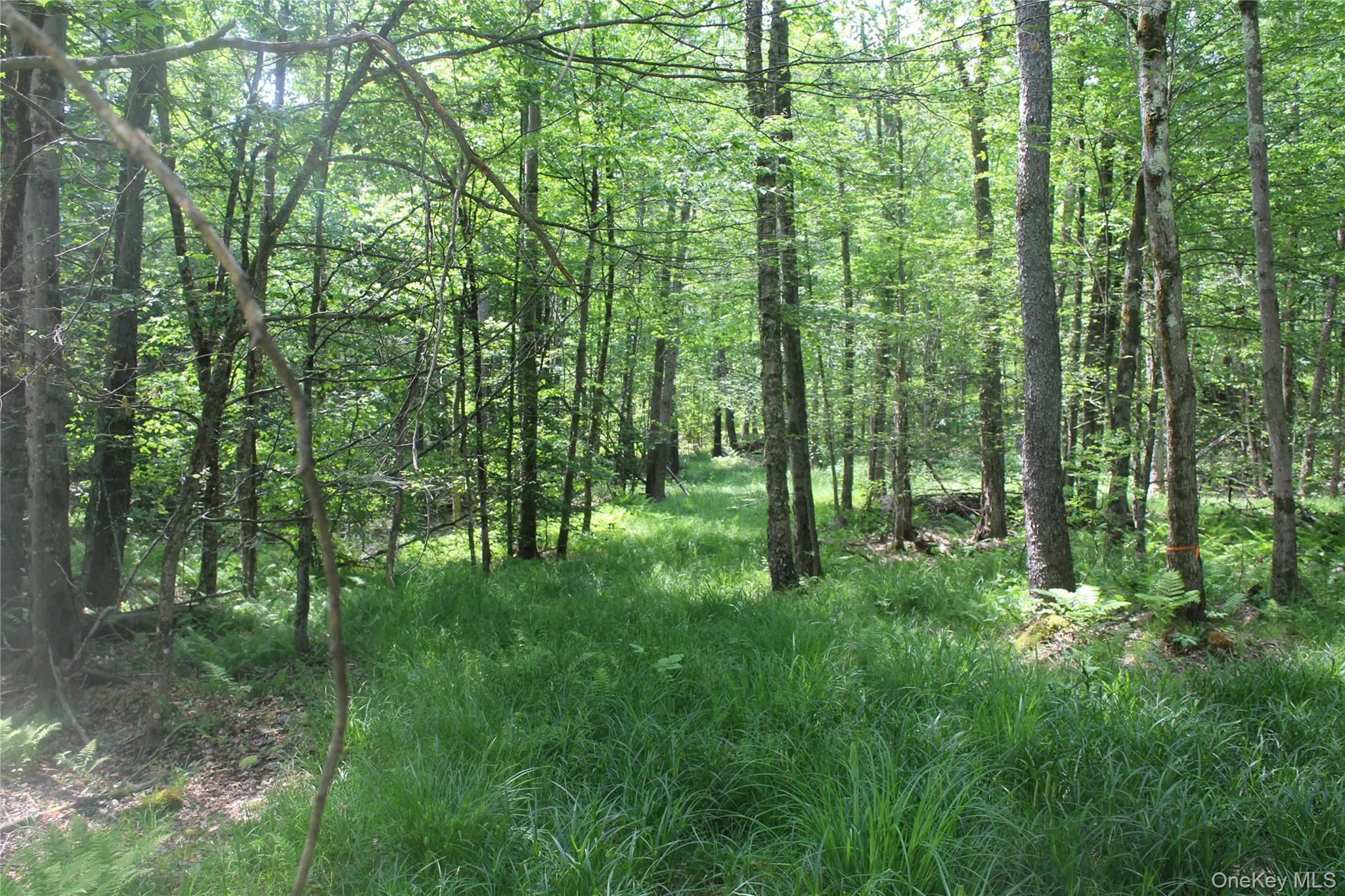 Wooded property featuring mature trees, dense foliage, and natural ground cover Wooded property featuring mature trees, dense foliage, and natural ground cover