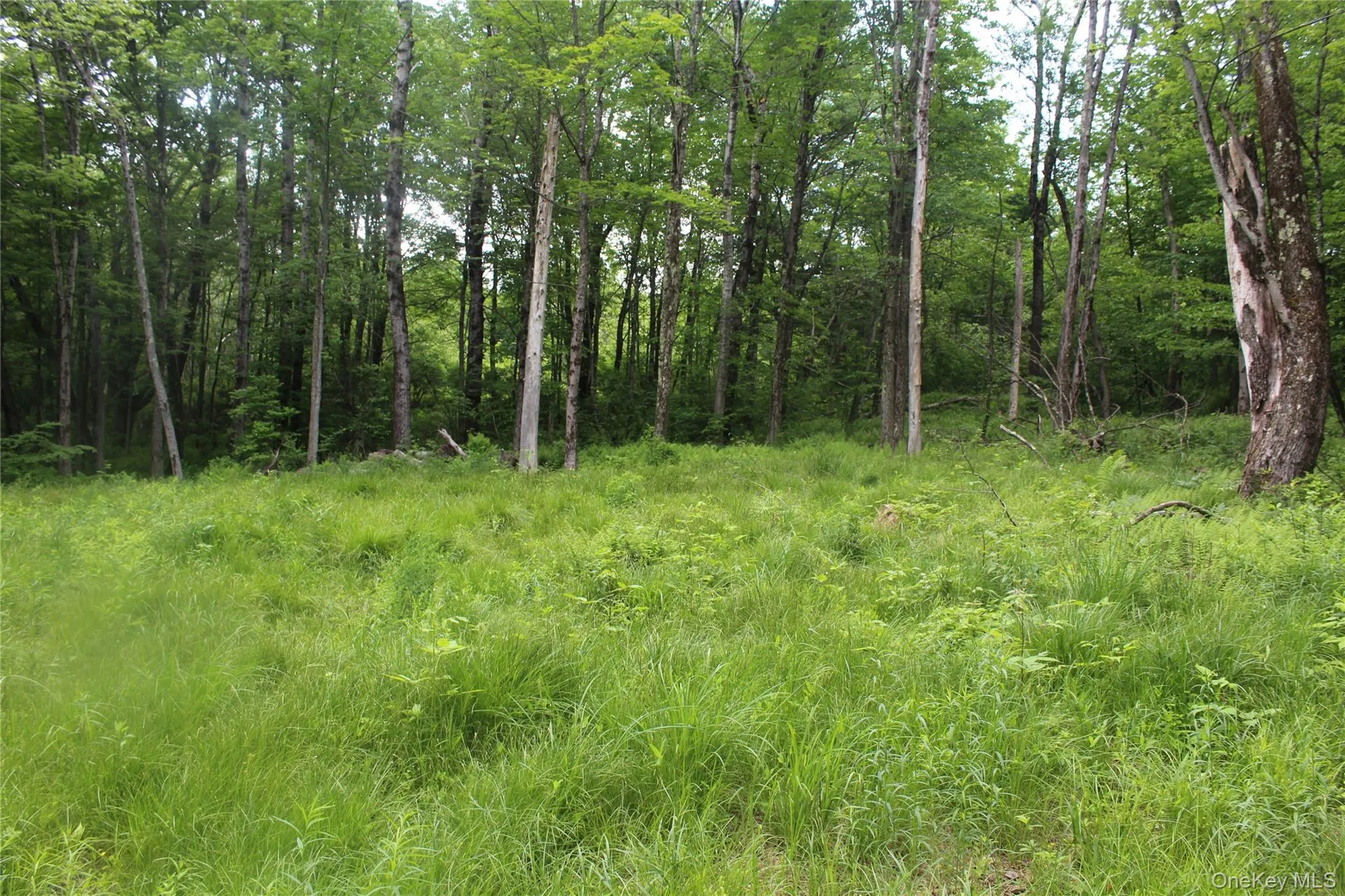 Forested lot with mature trees and a substantial clearing of natural grasses Forested lot with mature trees and a substantial clearing of natural grasses