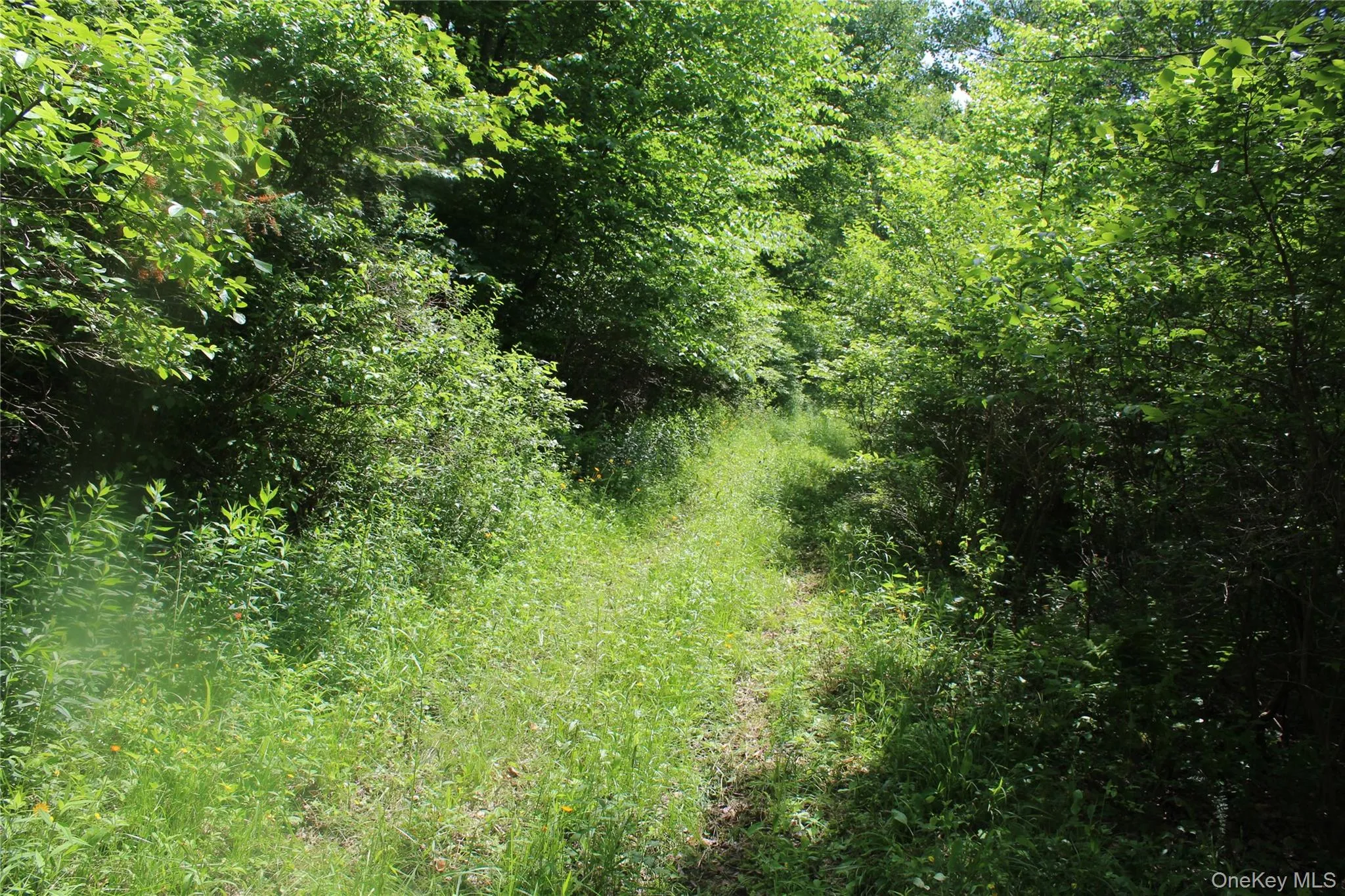 Wooded lot with abundant foliage and a natural, unpaved pathway Wooded lot with abundant foliage and a natural, unpaved pathway