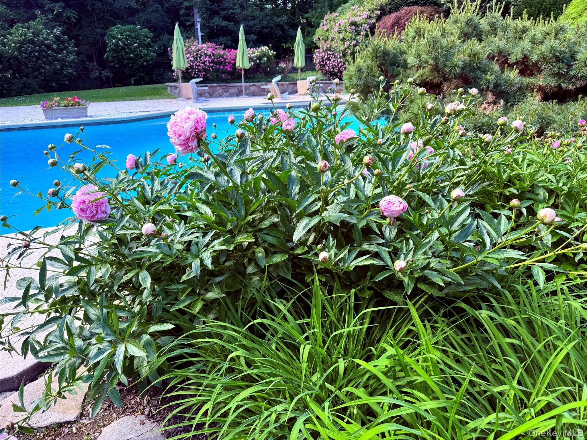 10 Cypress Point Drive, Harrison, NY, 5 Bedrooms Bedrooms, 11 Rooms Rooms,4 BathroomsBathrooms,Residential,For Rent,Cypress Point,0,992184 10 Cypress Point Drive, Harrison, NY, 5 Bedrooms Bedrooms, 11 Rooms Rooms,4 BathroomsBathrooms,Residential,For Rent,Cypress Point,0,992184