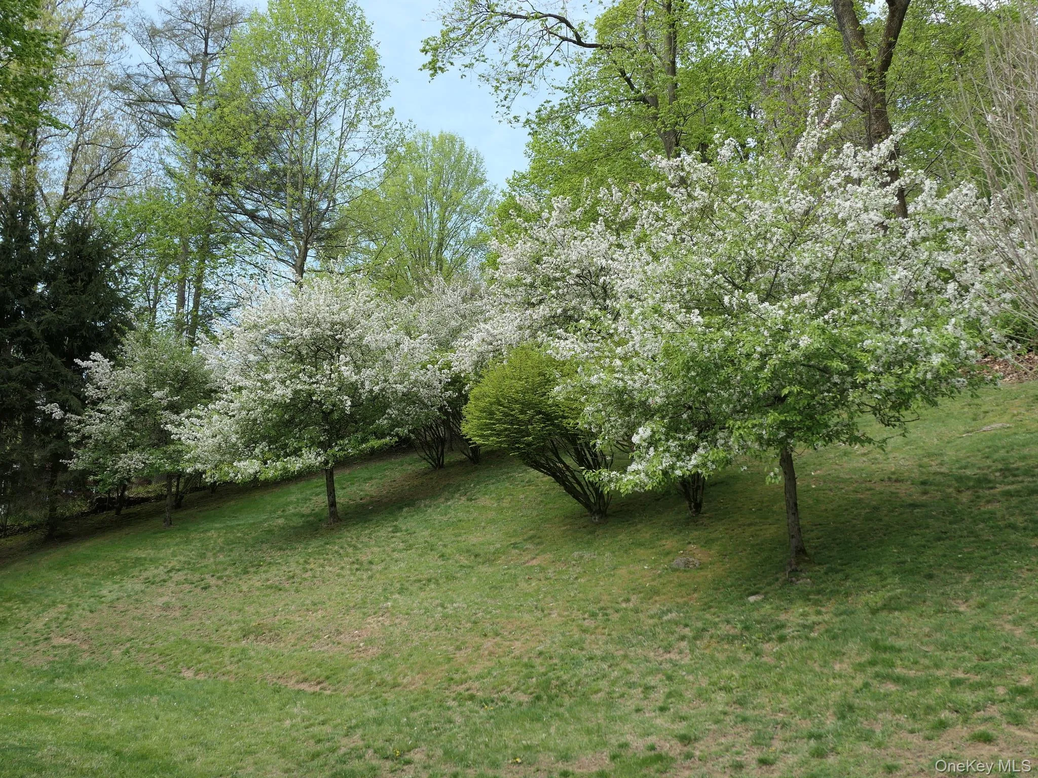 Beautiful specimen trees. Beautiful specimen trees.