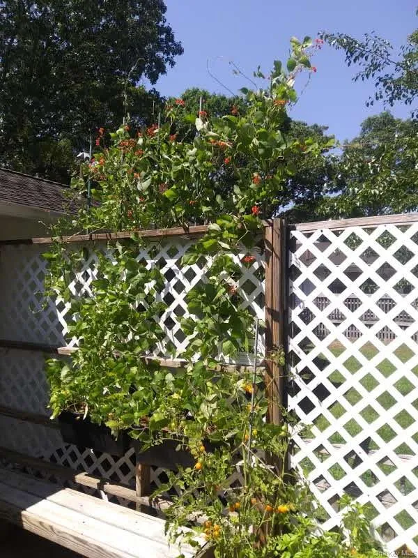 Annual Plants provide privacy on the deck Annual Plants provide privacy on the deck