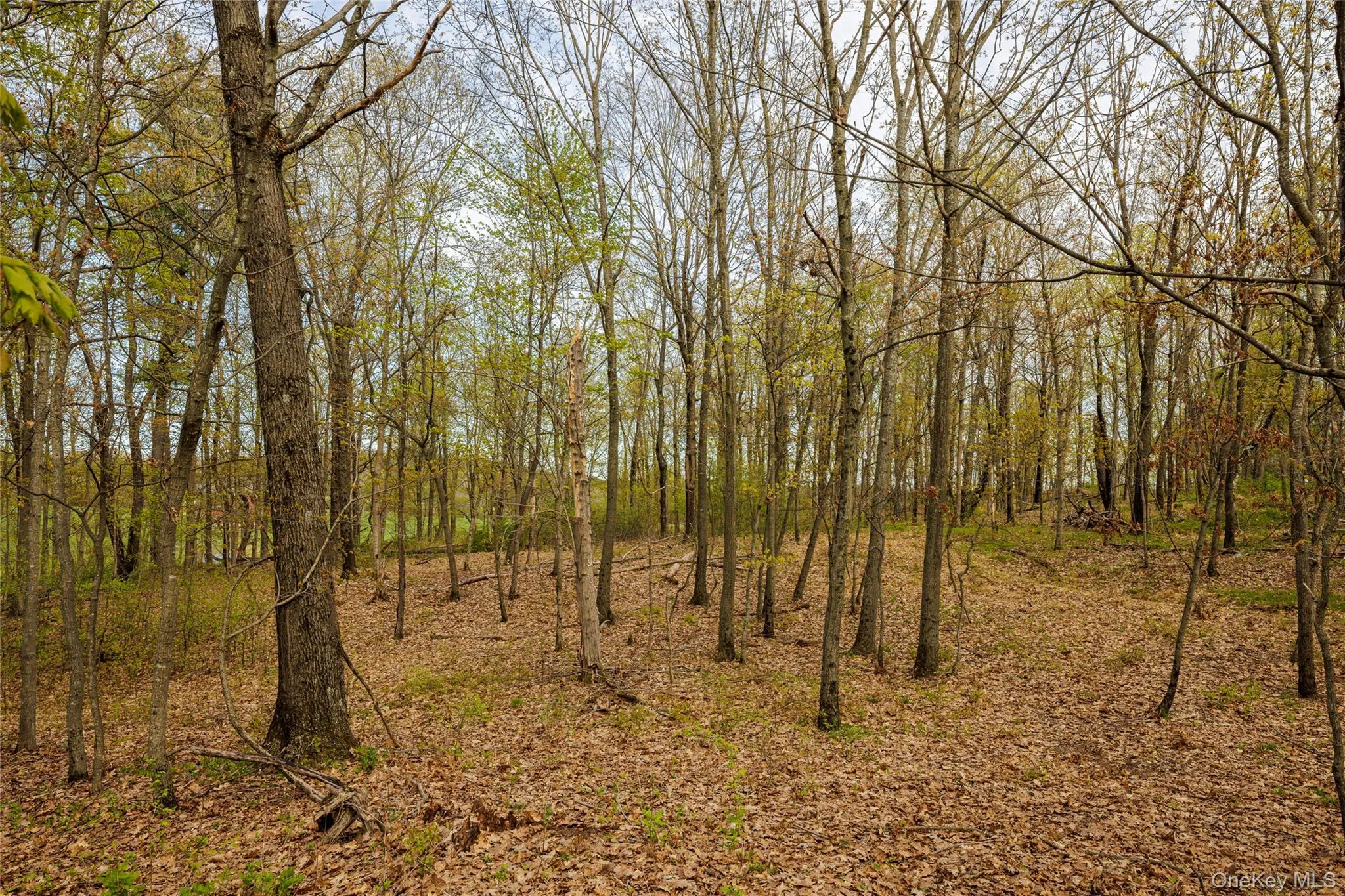 Schultz Hill Road, Clinton, NY, ,Land,For Rent,Schultz Hill,0,993151 Schultz Hill Road, Clinton, NY, ,Land,For Rent,Schultz Hill,0,993151