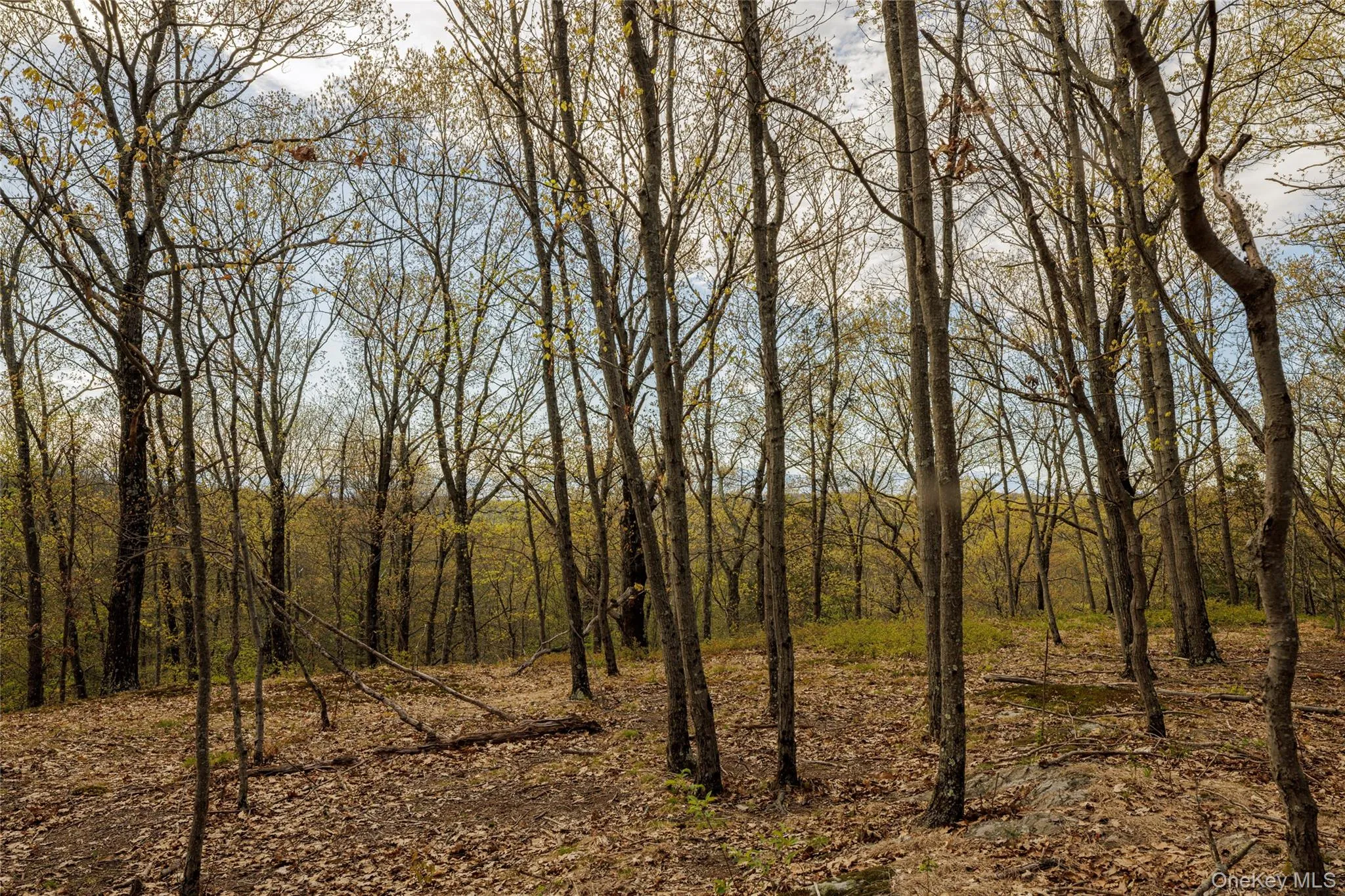 Schultz Hill Road, Clinton, NY, ,Land,For Rent,Schultz Hill,0,993151 Schultz Hill Road, Clinton, NY, ,Land,For Rent,Schultz Hill,0,993151
