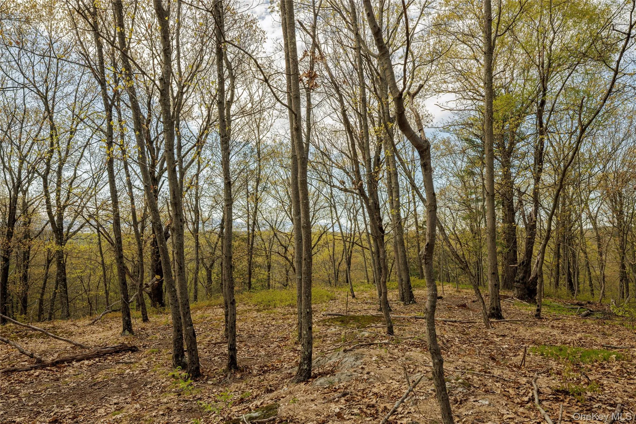 Schultz Hill Road, Clinton, NY, ,Land,For Rent,Schultz Hill,0,993151 Schultz Hill Road, Clinton, NY, ,Land,For Rent,Schultz Hill,0,993151
