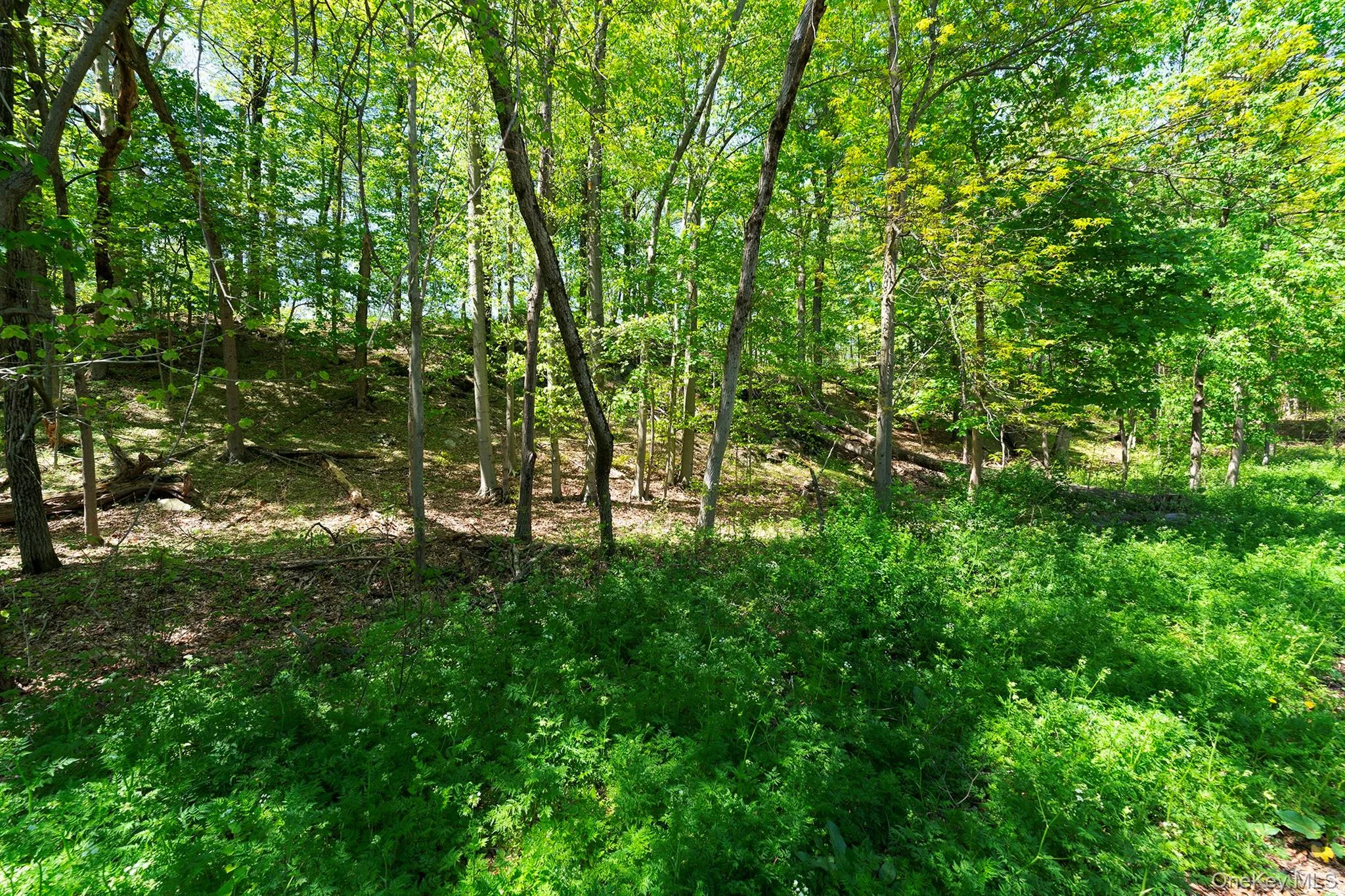 View of wooded area View of wooded area
