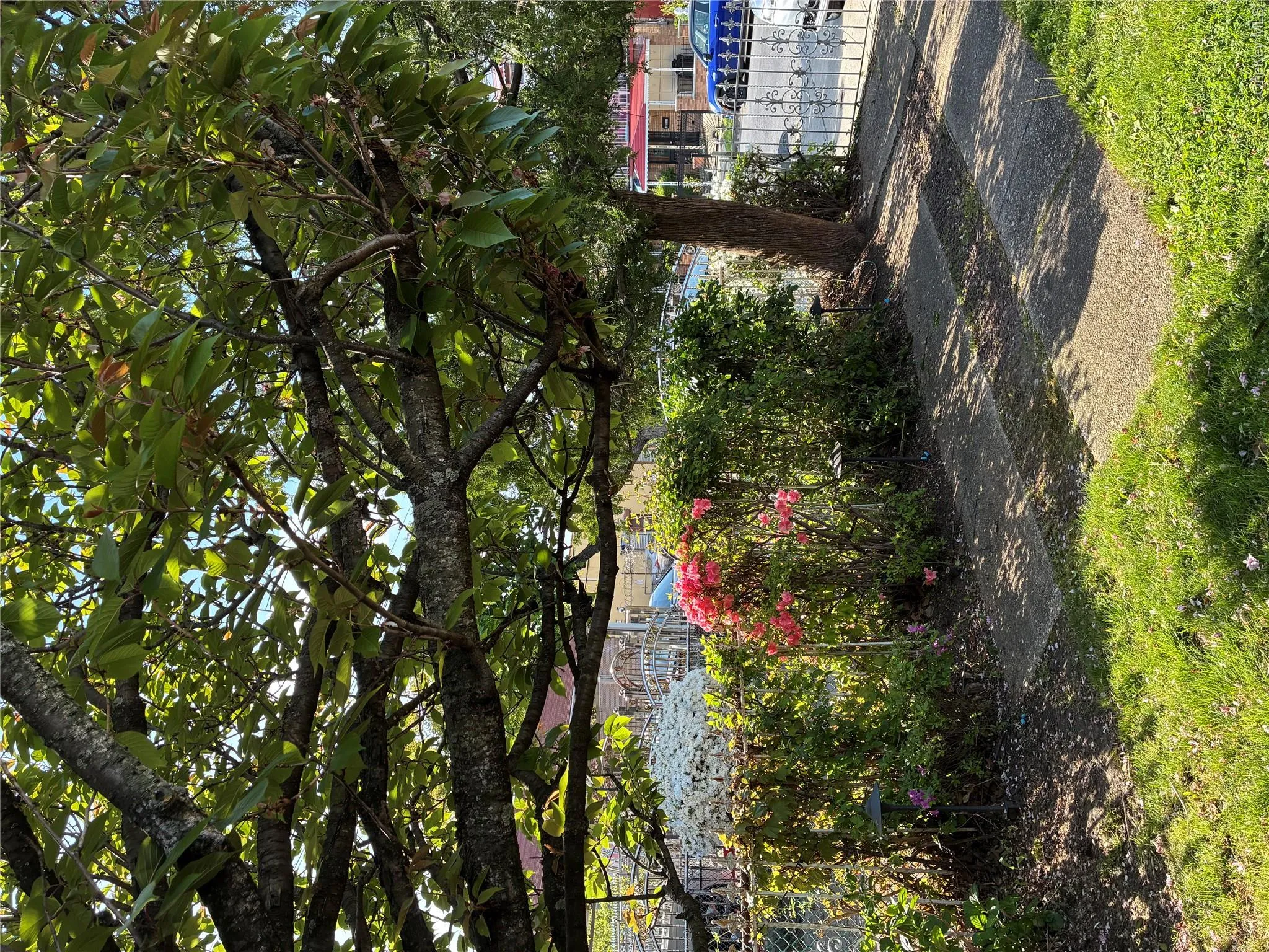Front yard with trees and blooming flowers Front yard with trees and blooming flowers